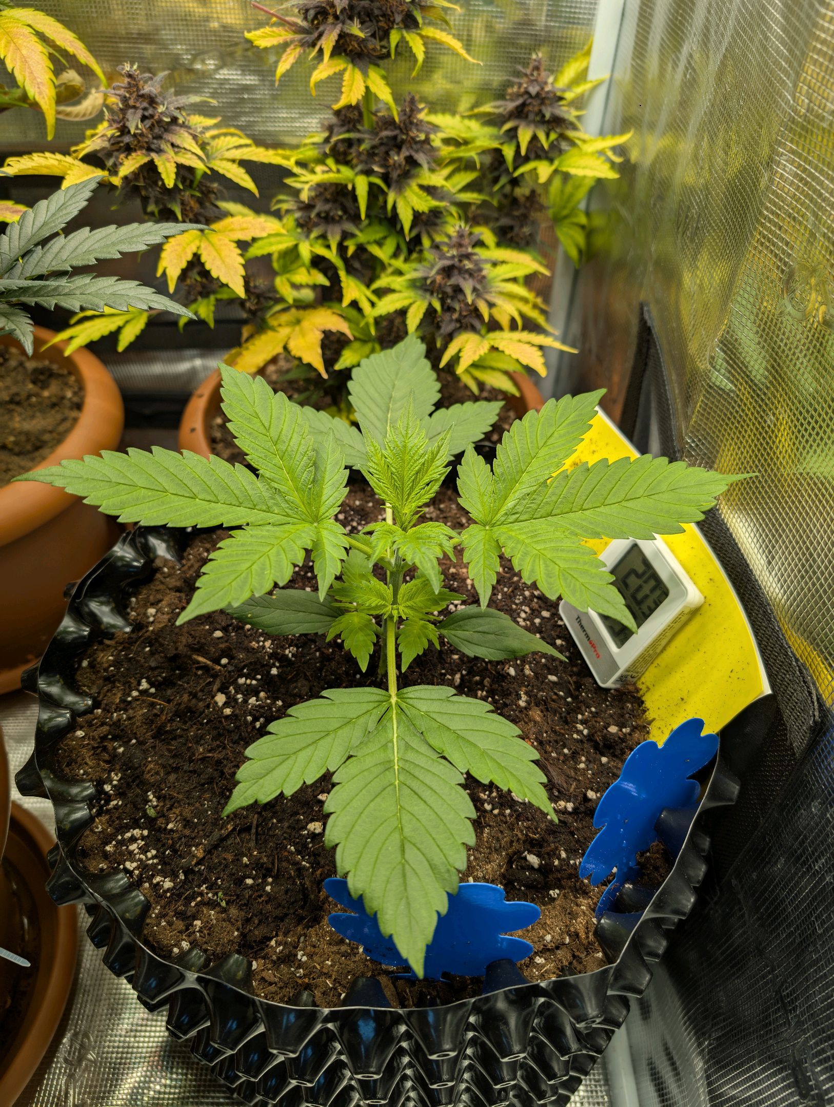Gorilla Cookies Auto growlog photo 23