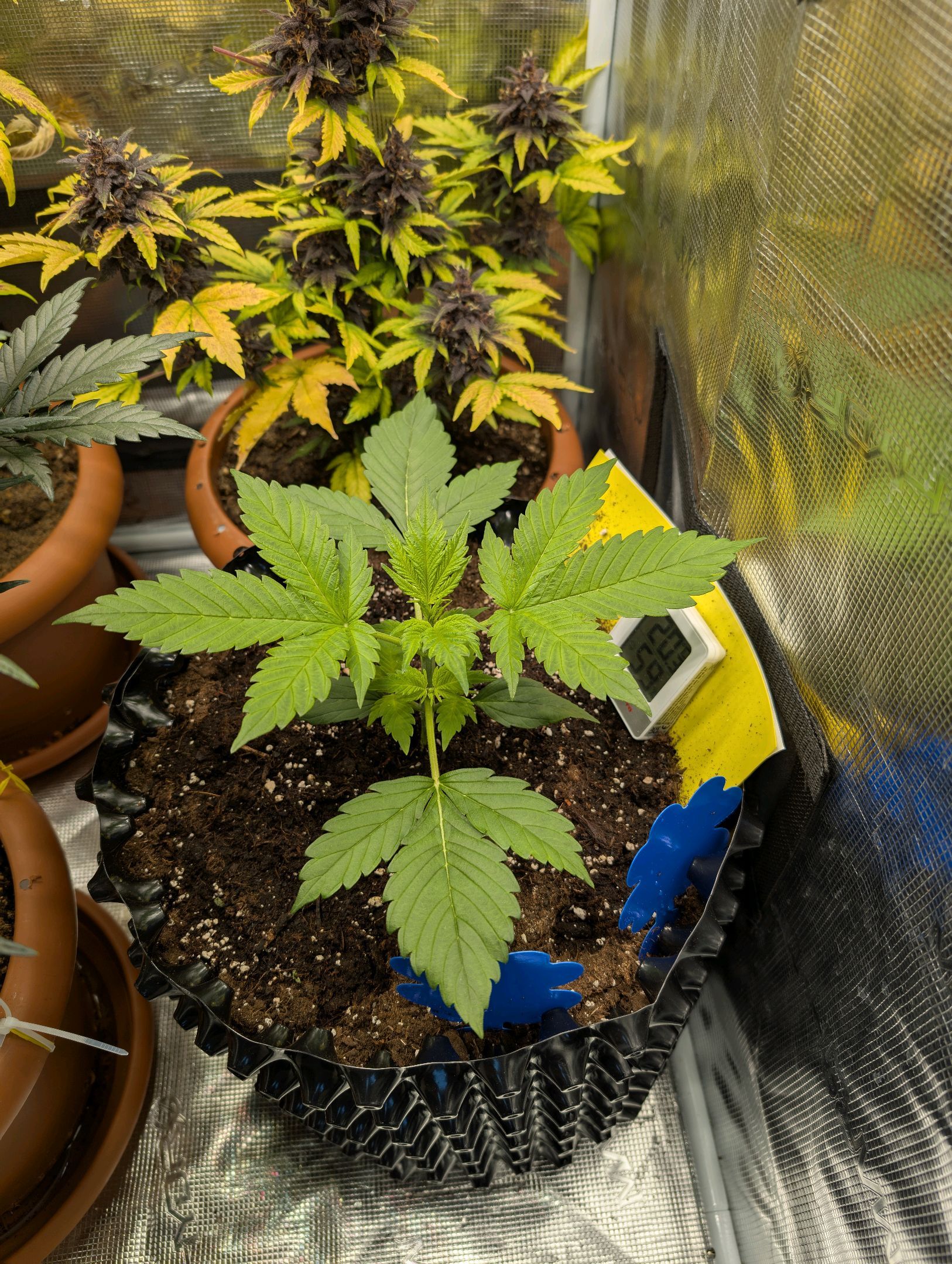 Gorilla Cookies Auto growlog photo 24