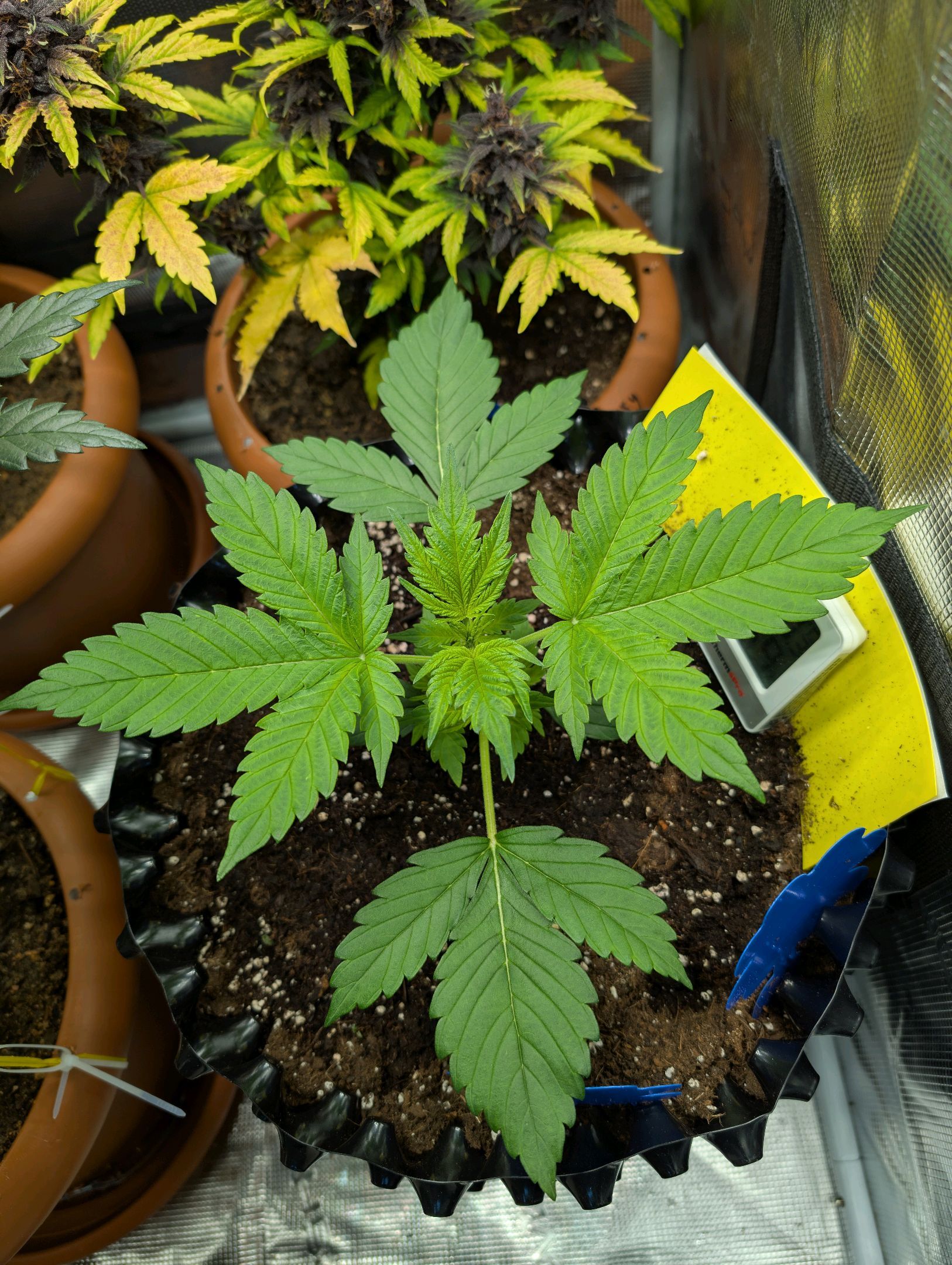 Gorilla Cookies Auto growlog photo 25