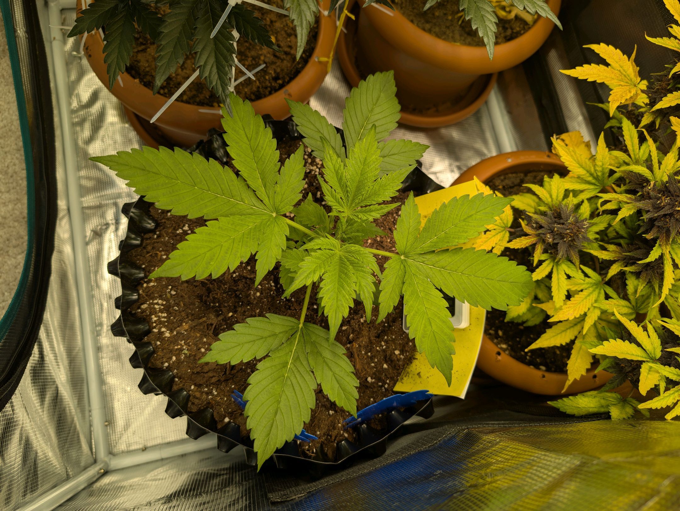Gorilla Cookies Auto growlog photo 27