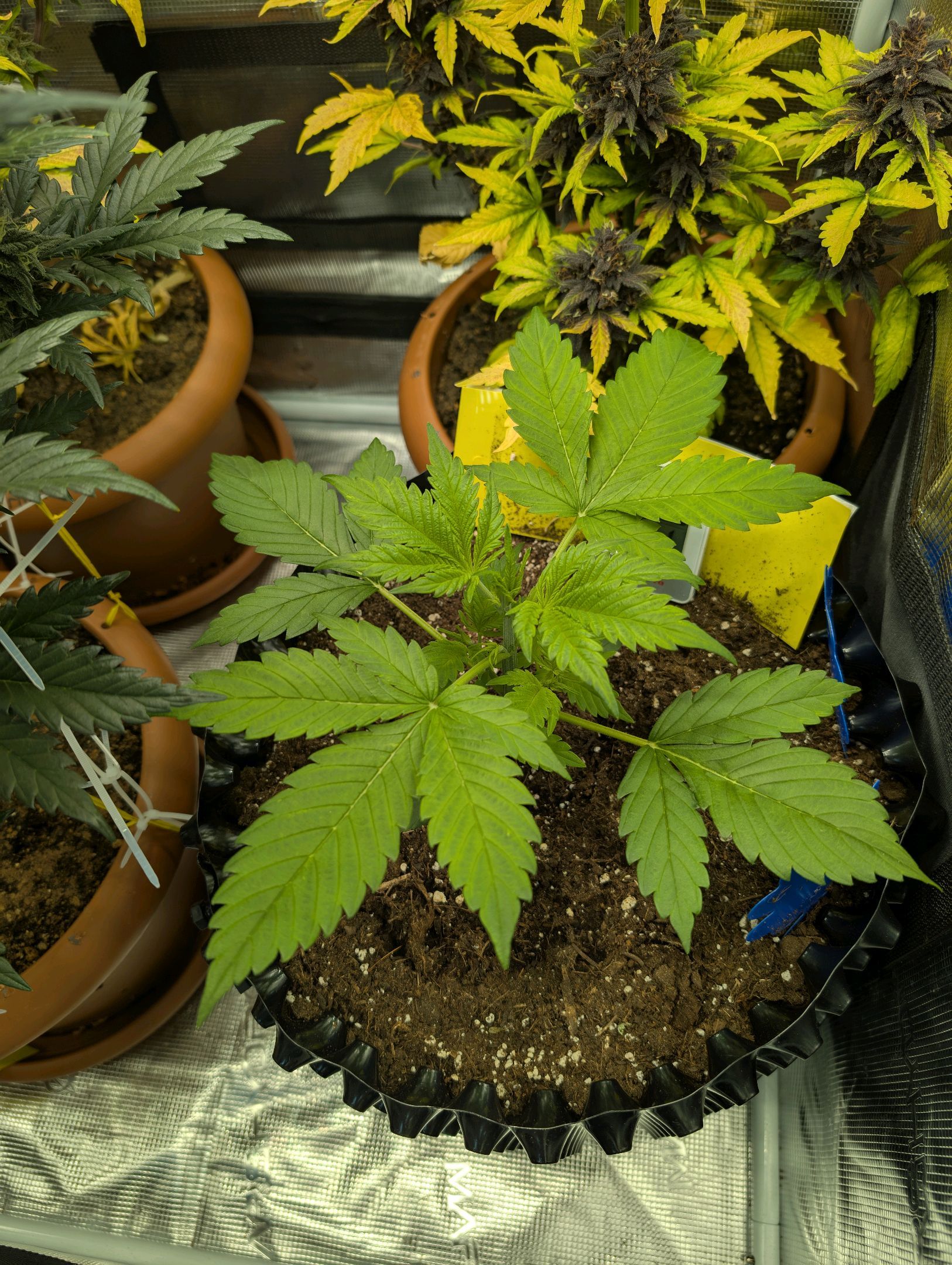 Gorilla Cookies Auto growlog photo 26