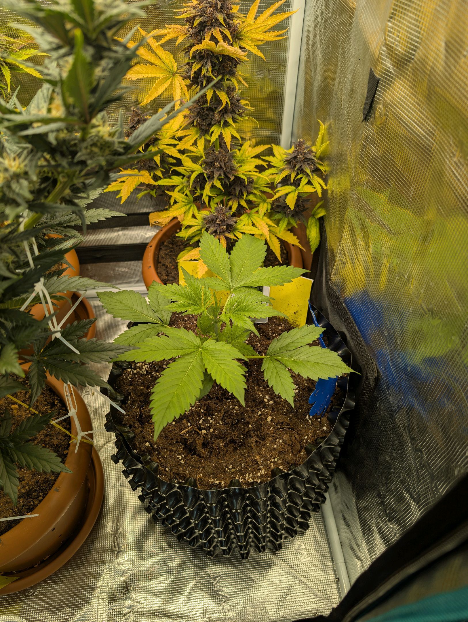 Gorilla Cookies Auto growlog photo 28