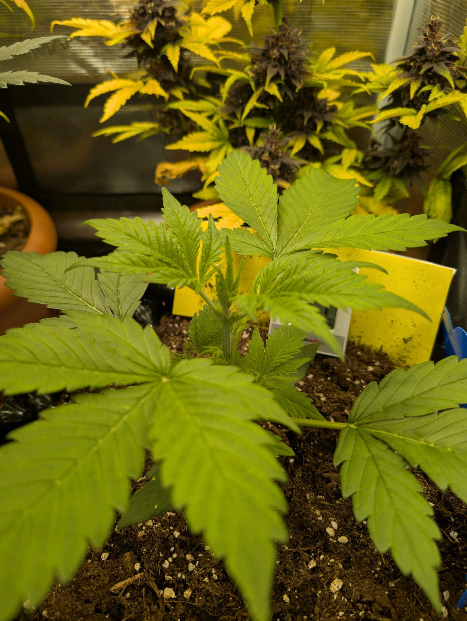 Gorilla Cookies Auto growlog photo 29