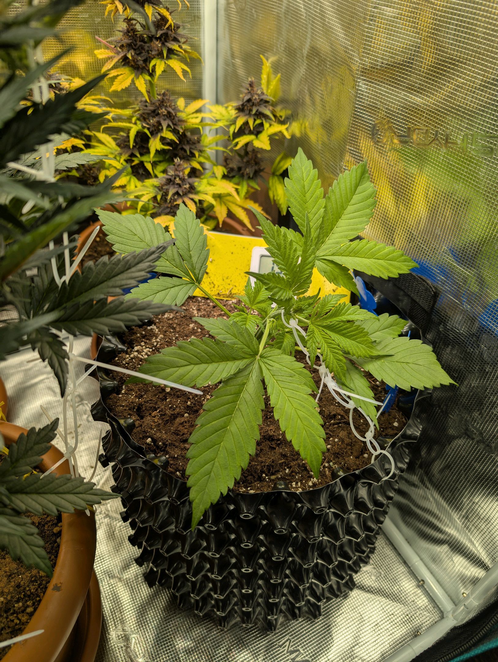 Gorilla Cookies Auto growlog photo 30