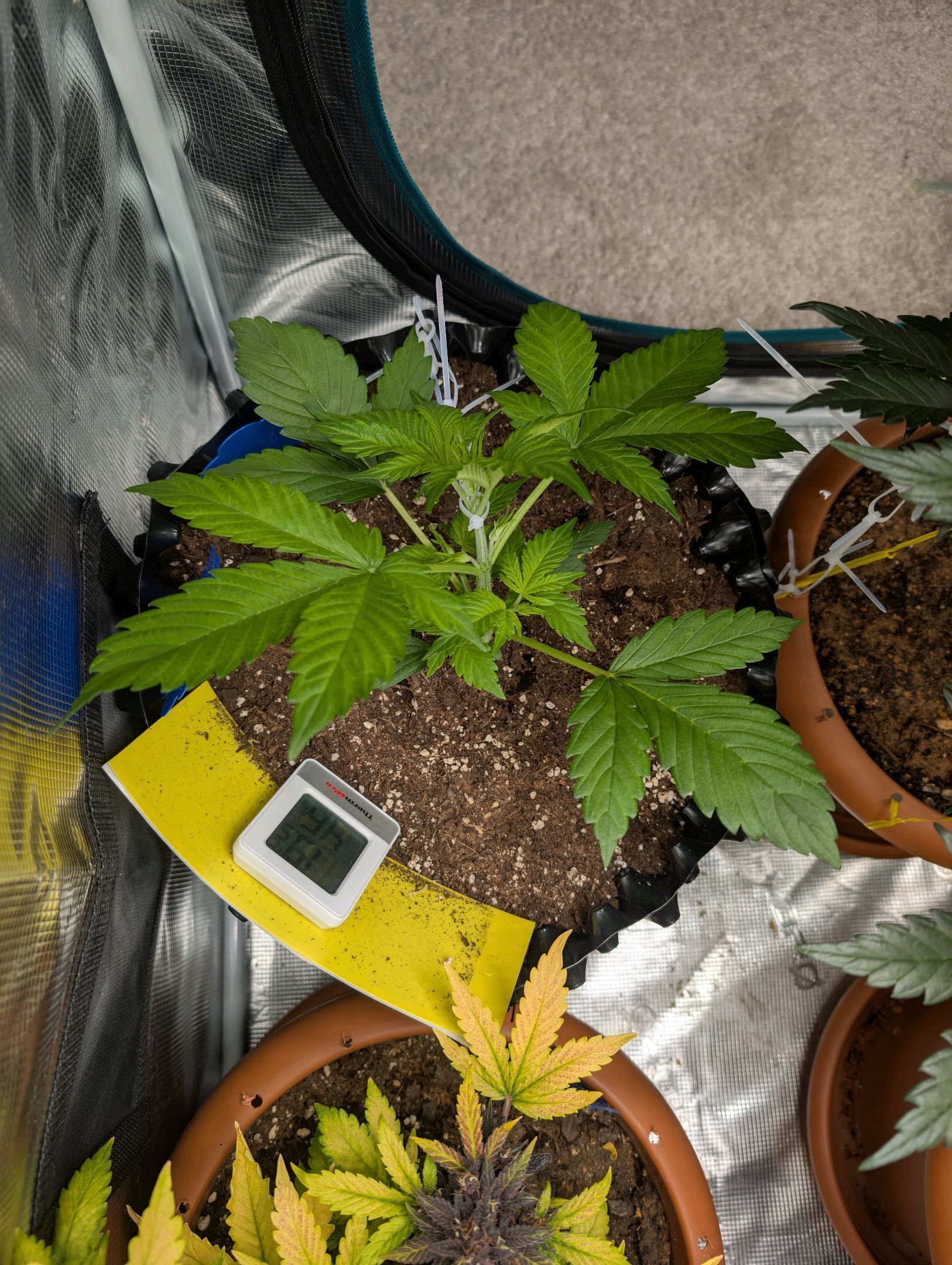 Gorilla Cookies Auto growlog photo 31