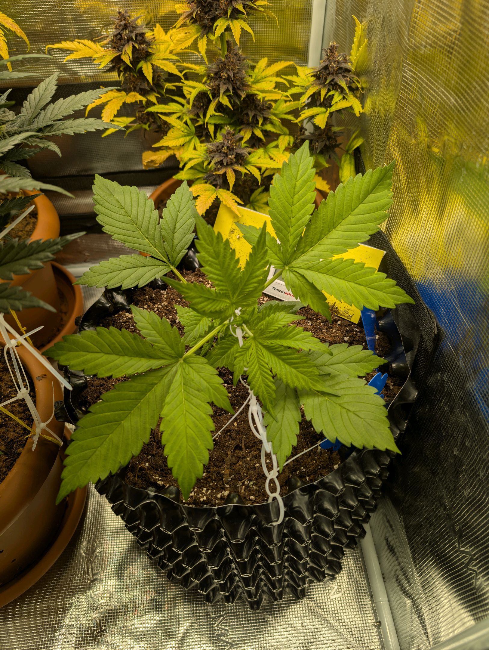 Gorilla Cookies Auto growlog photo 32