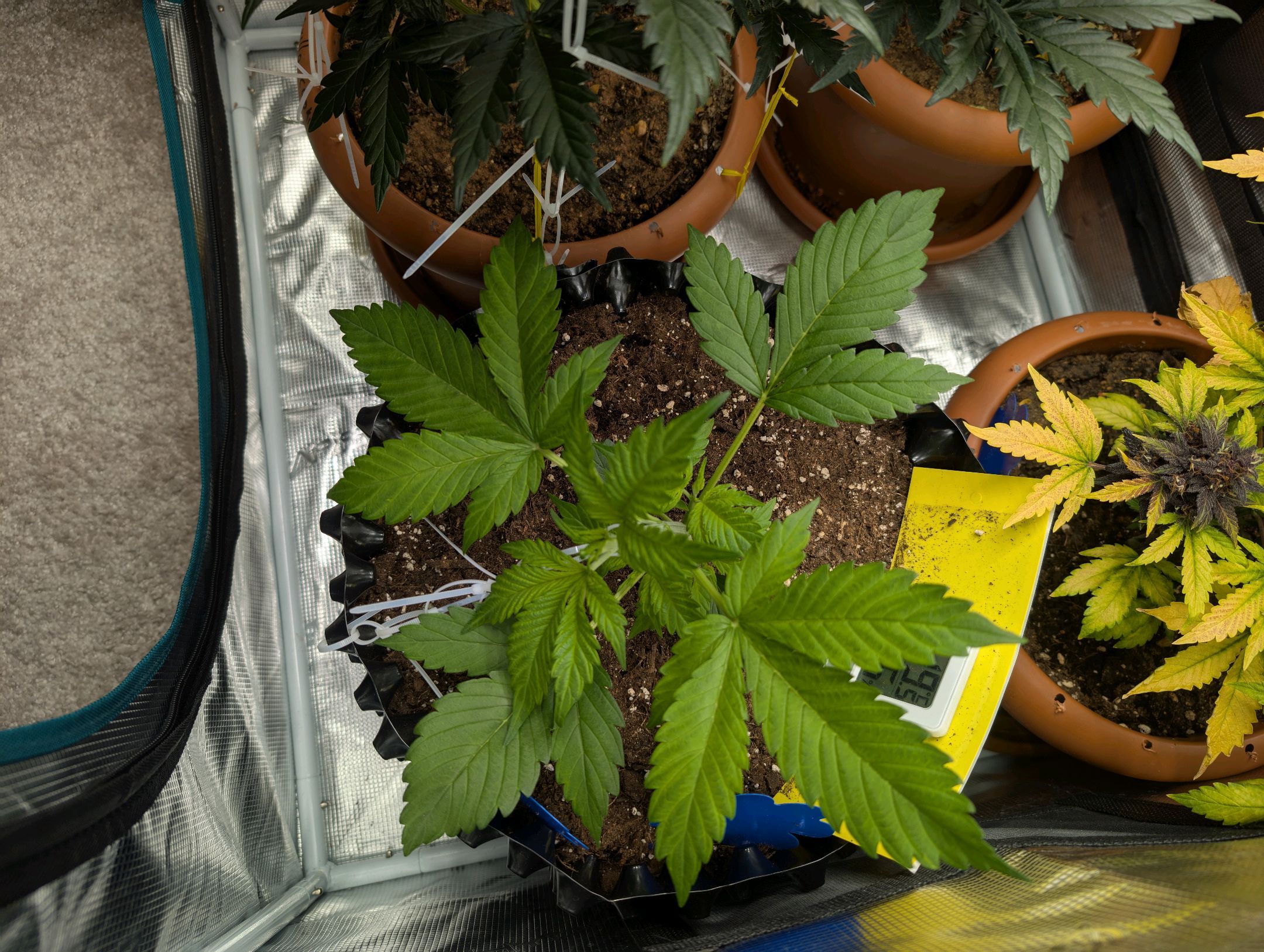 Gorilla Cookies Auto growlog photo 33