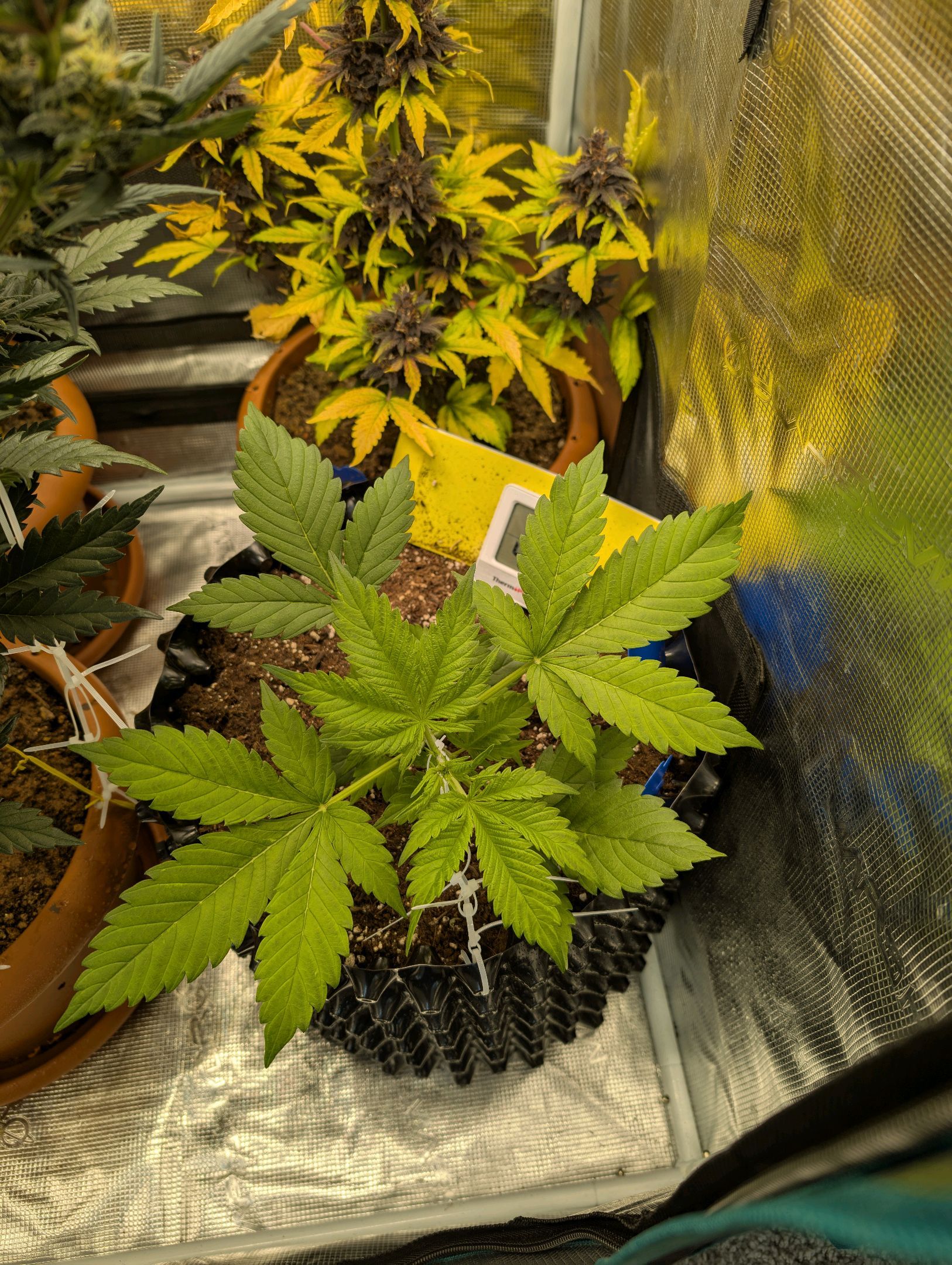 Gorilla Cookies Auto growlog photo 35
