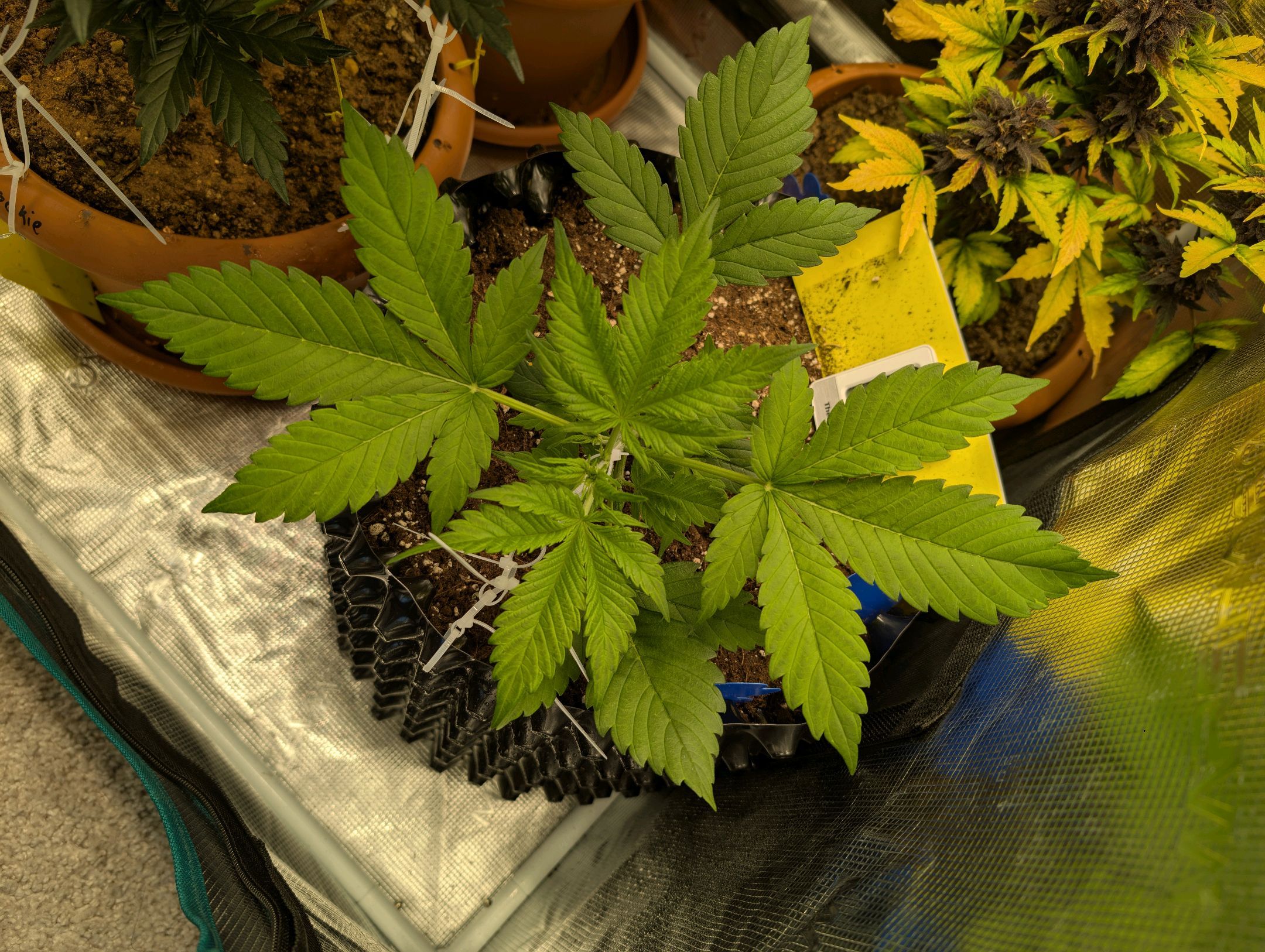 Gorilla Cookies Auto growlog photo 34