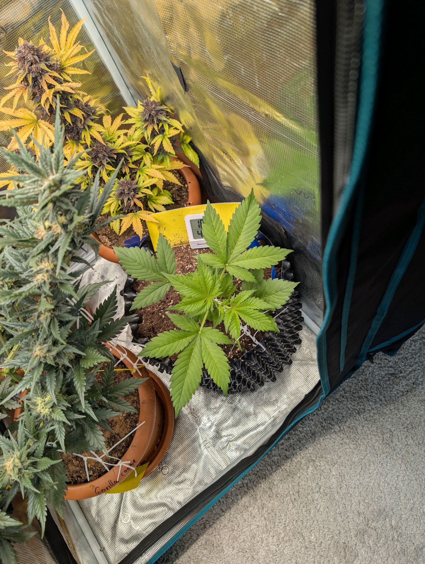 Gorilla Cookies Auto growlog photo 36