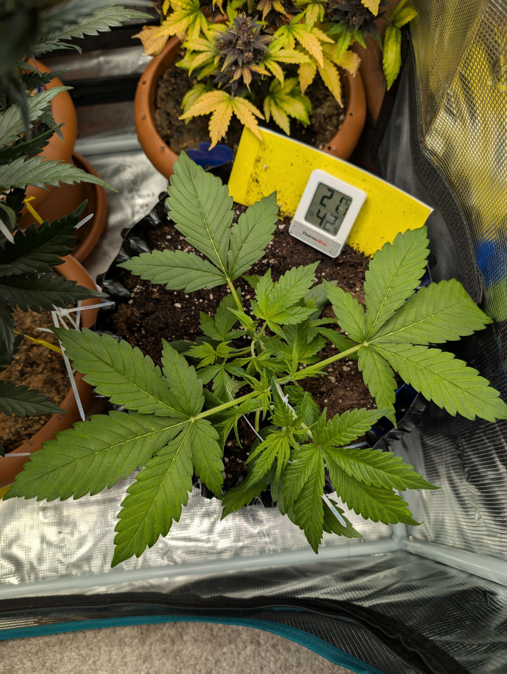 Gorilla Cookies Auto growlog photo 37