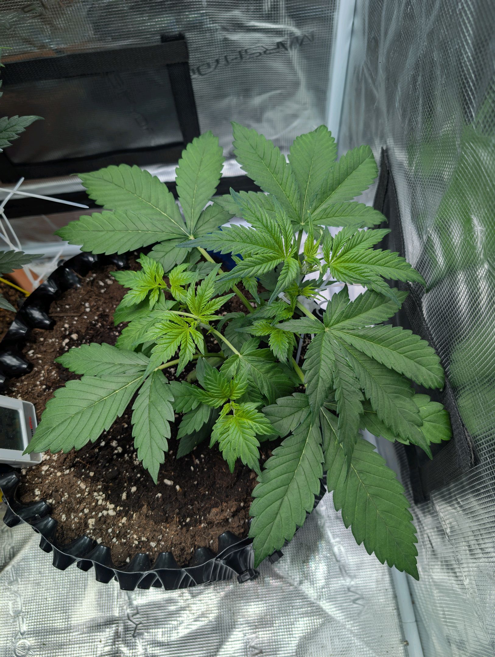 Gorilla Cookies Auto growlog photo 38
