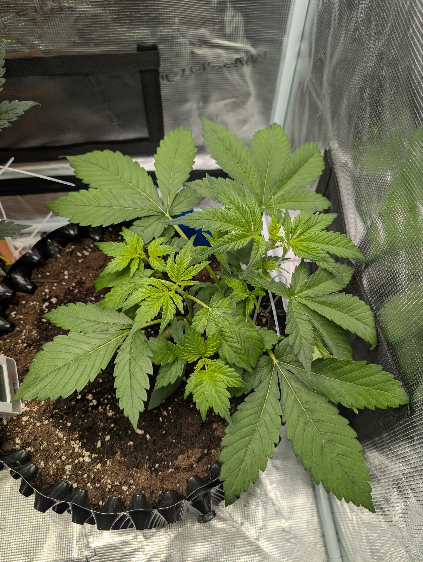 Gorilla Cookies Auto growlog photo 39