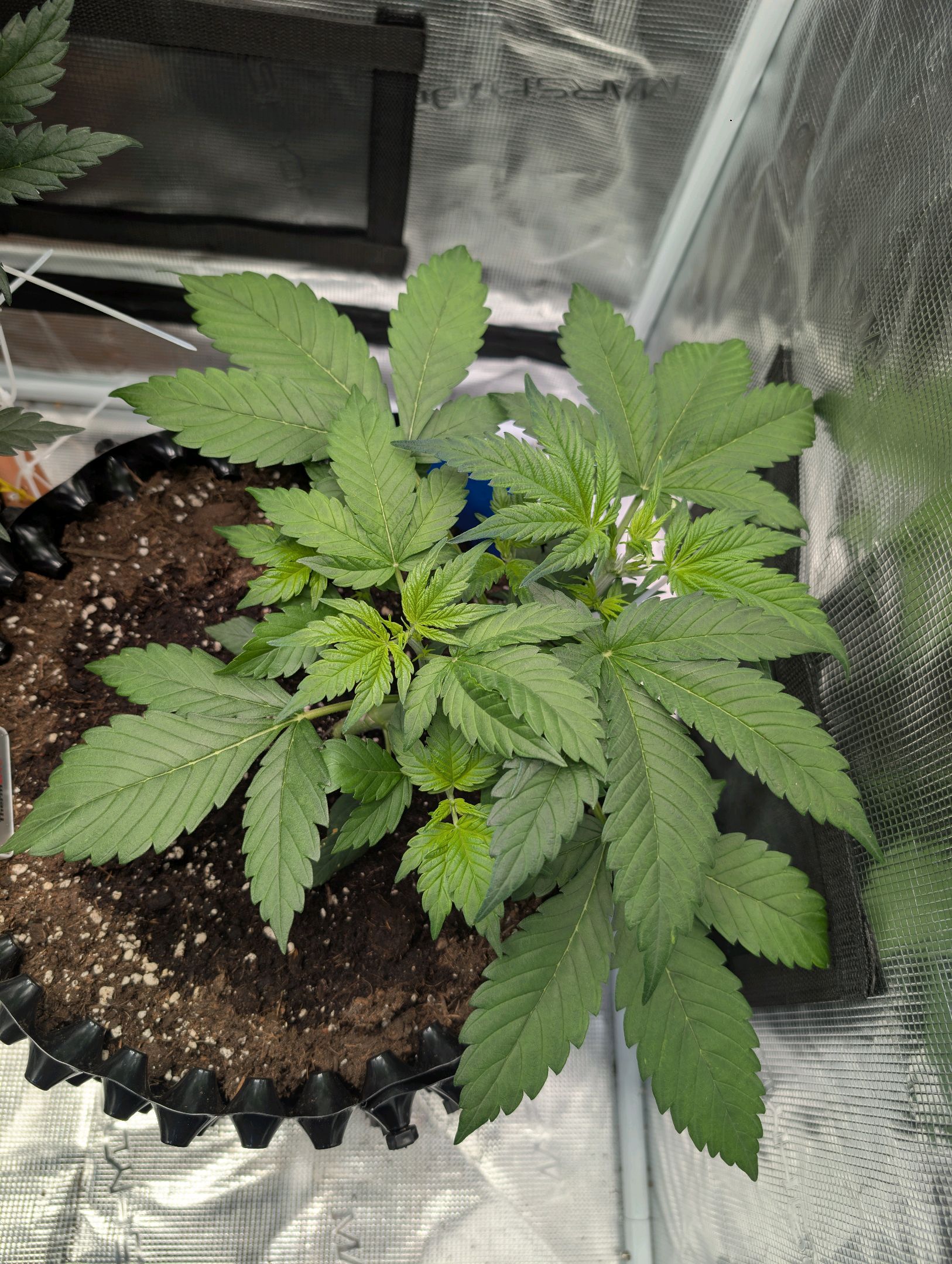 Gorilla Cookies Auto growlog photo 40