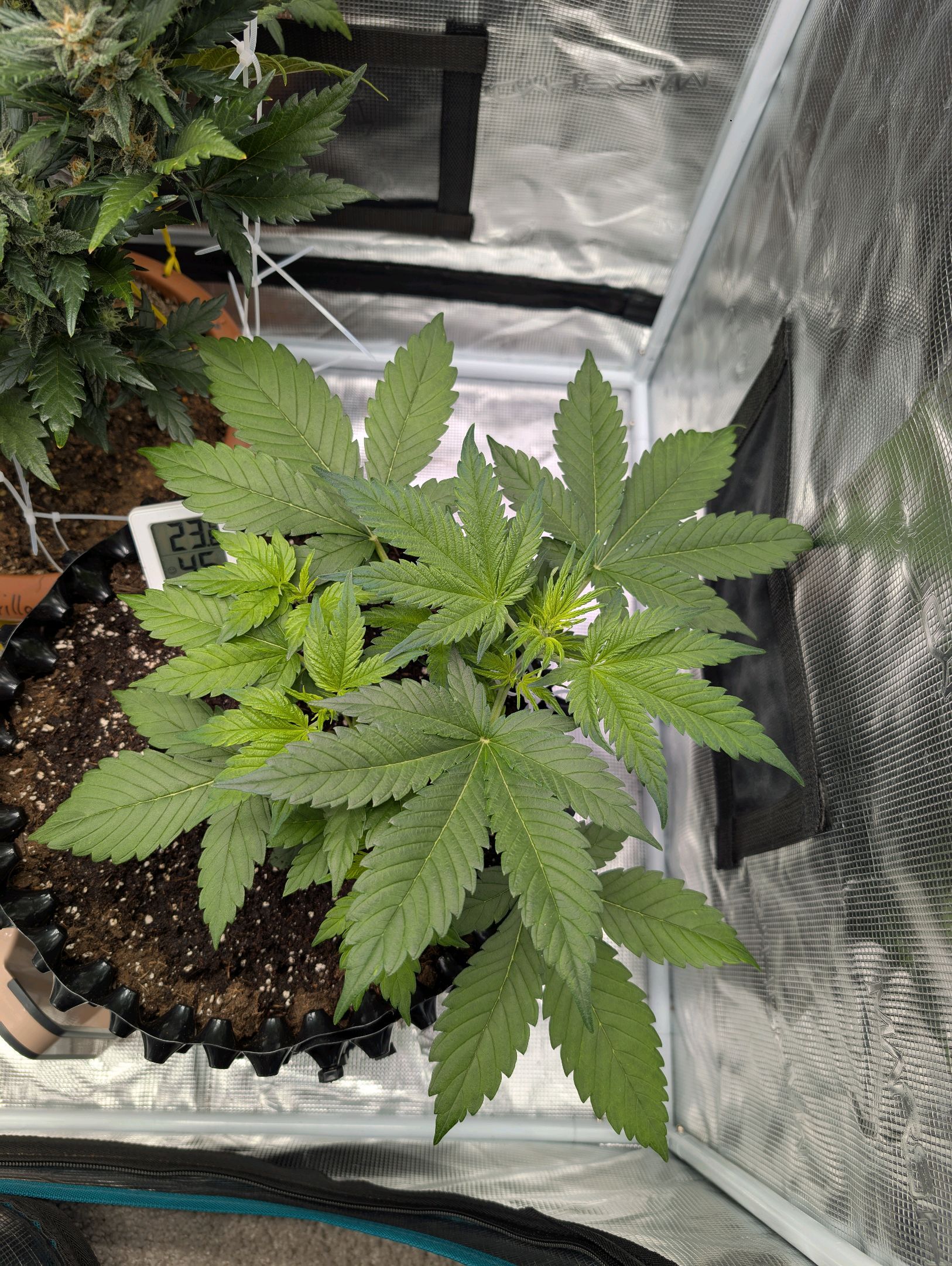 Gorilla Cookies Auto growlog photo 42