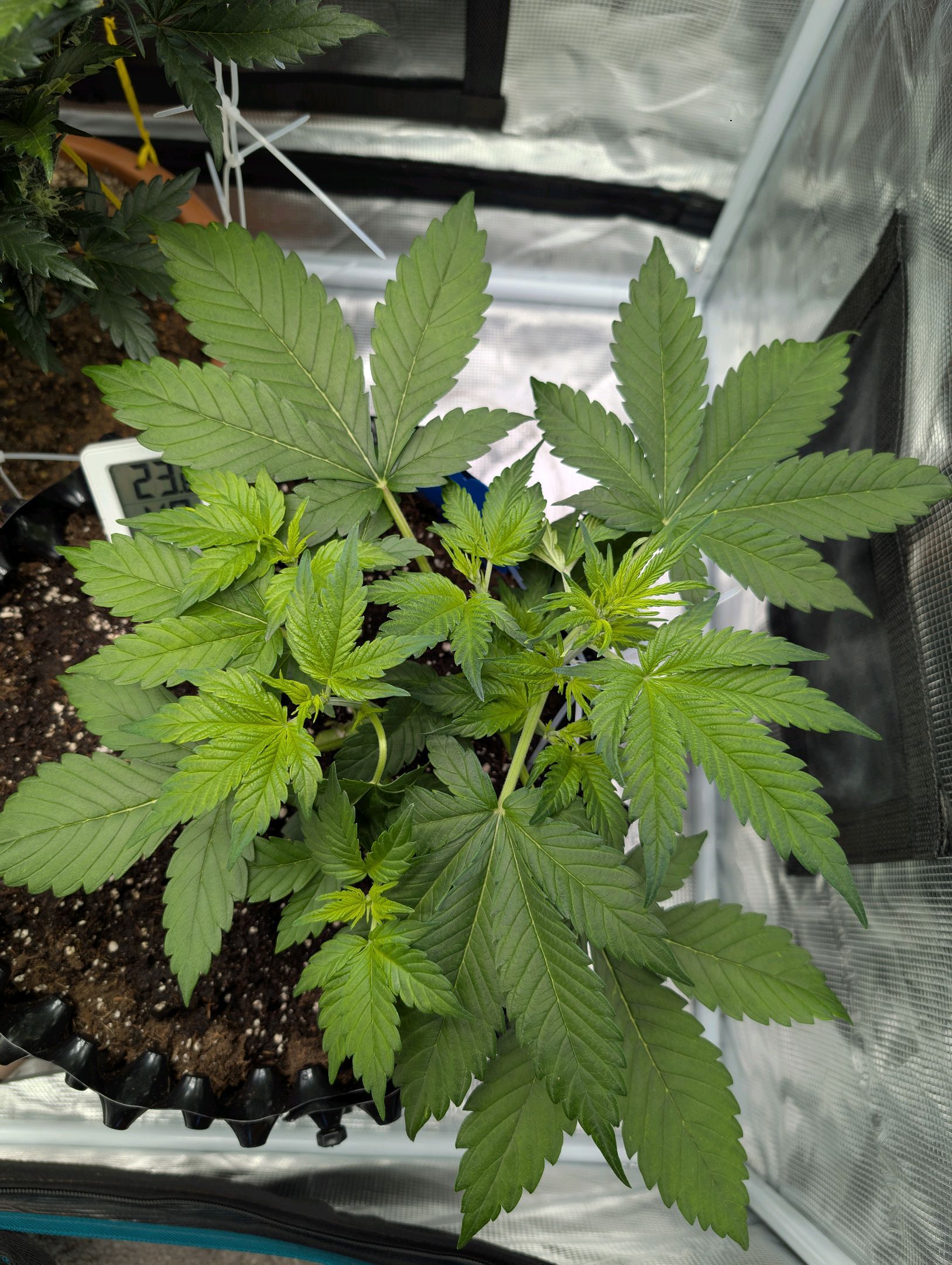 Gorilla Cookies Auto growlog photo 41