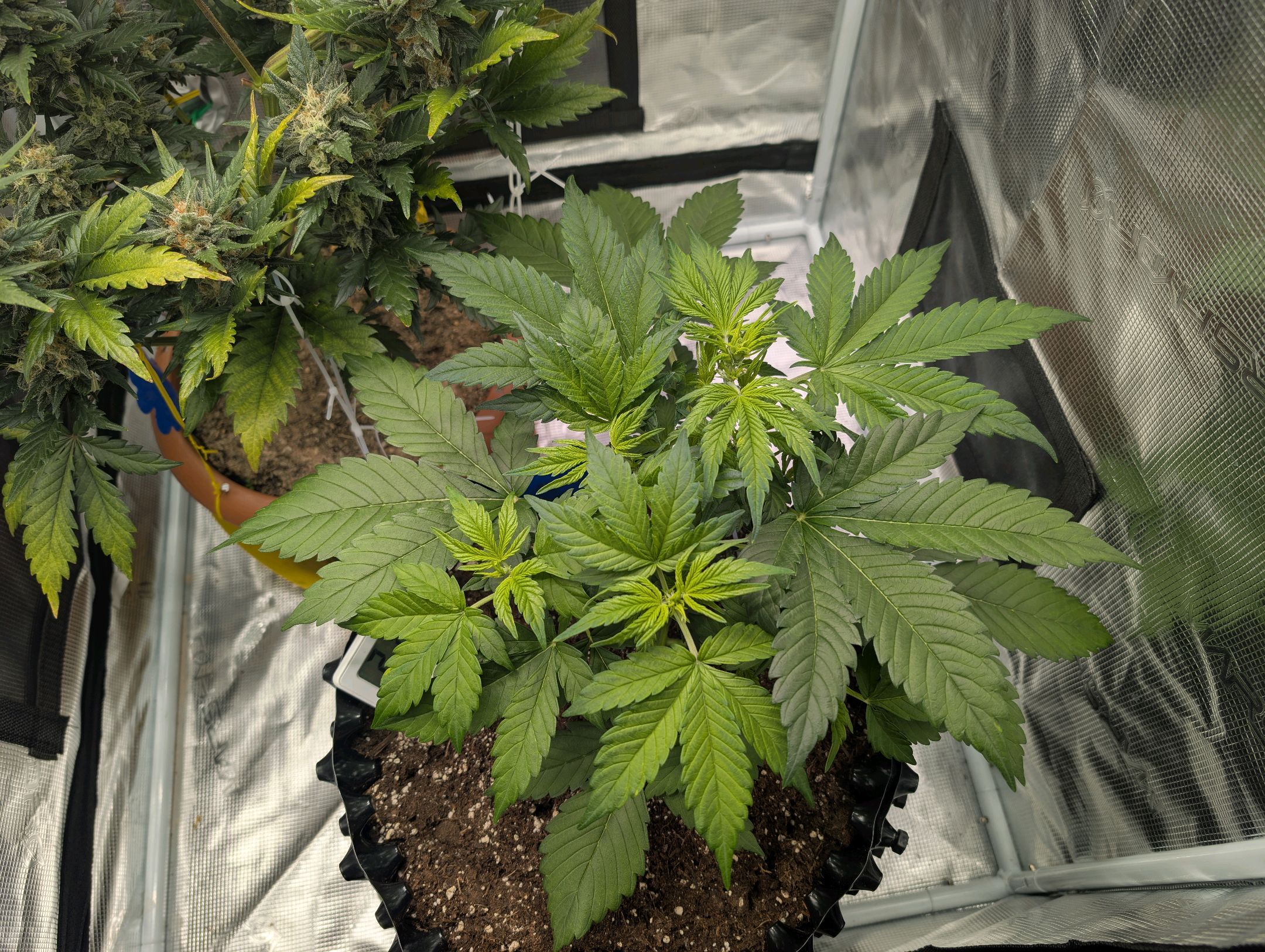 Gorilla Cookies Auto growlog photo 43
