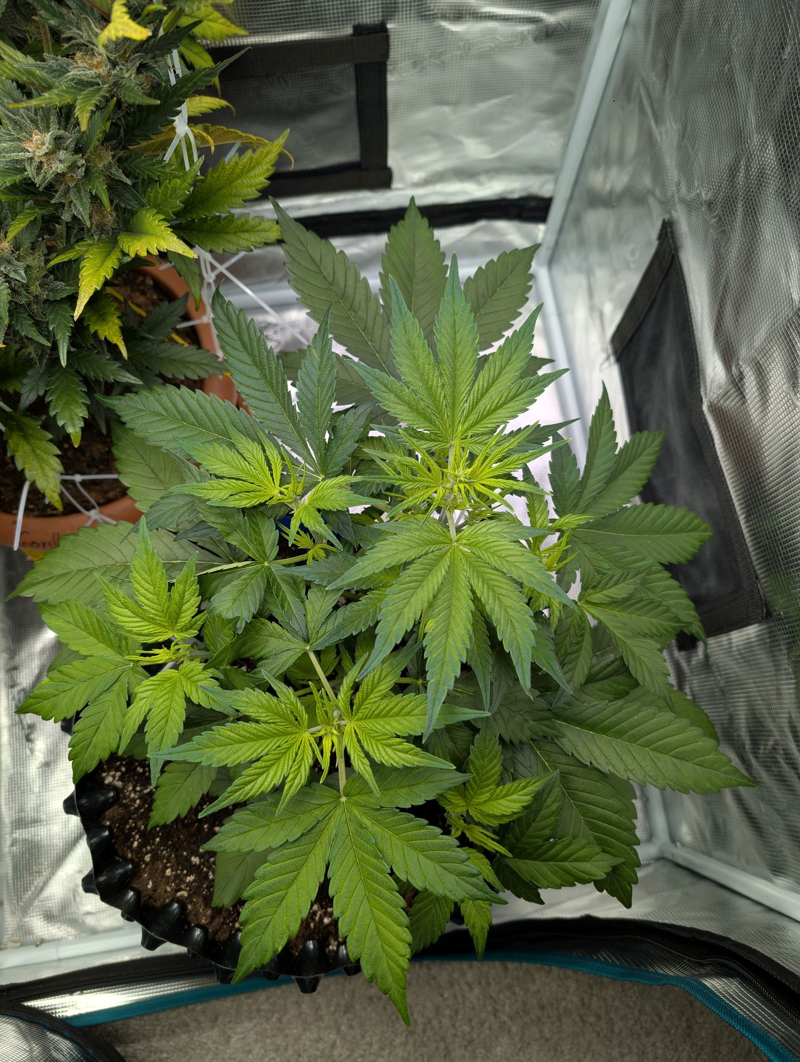 Gorilla Cookies Auto growlog photo 44