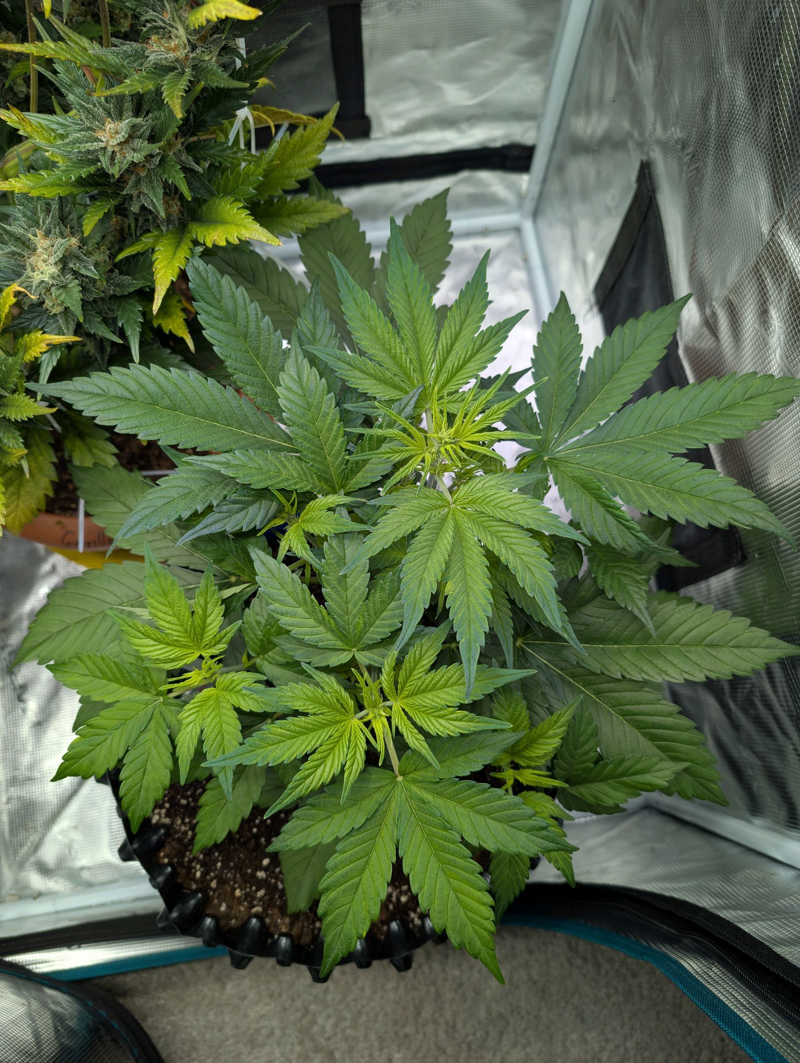 Gorilla Cookies Auto growlog photo 45