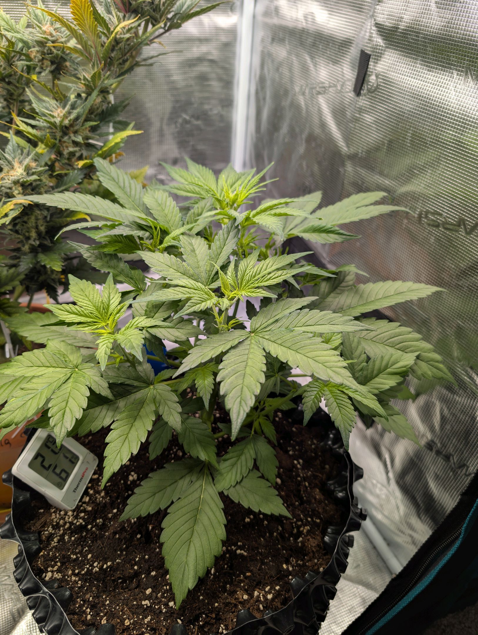 Gorilla Cookies Auto growlog photo 46