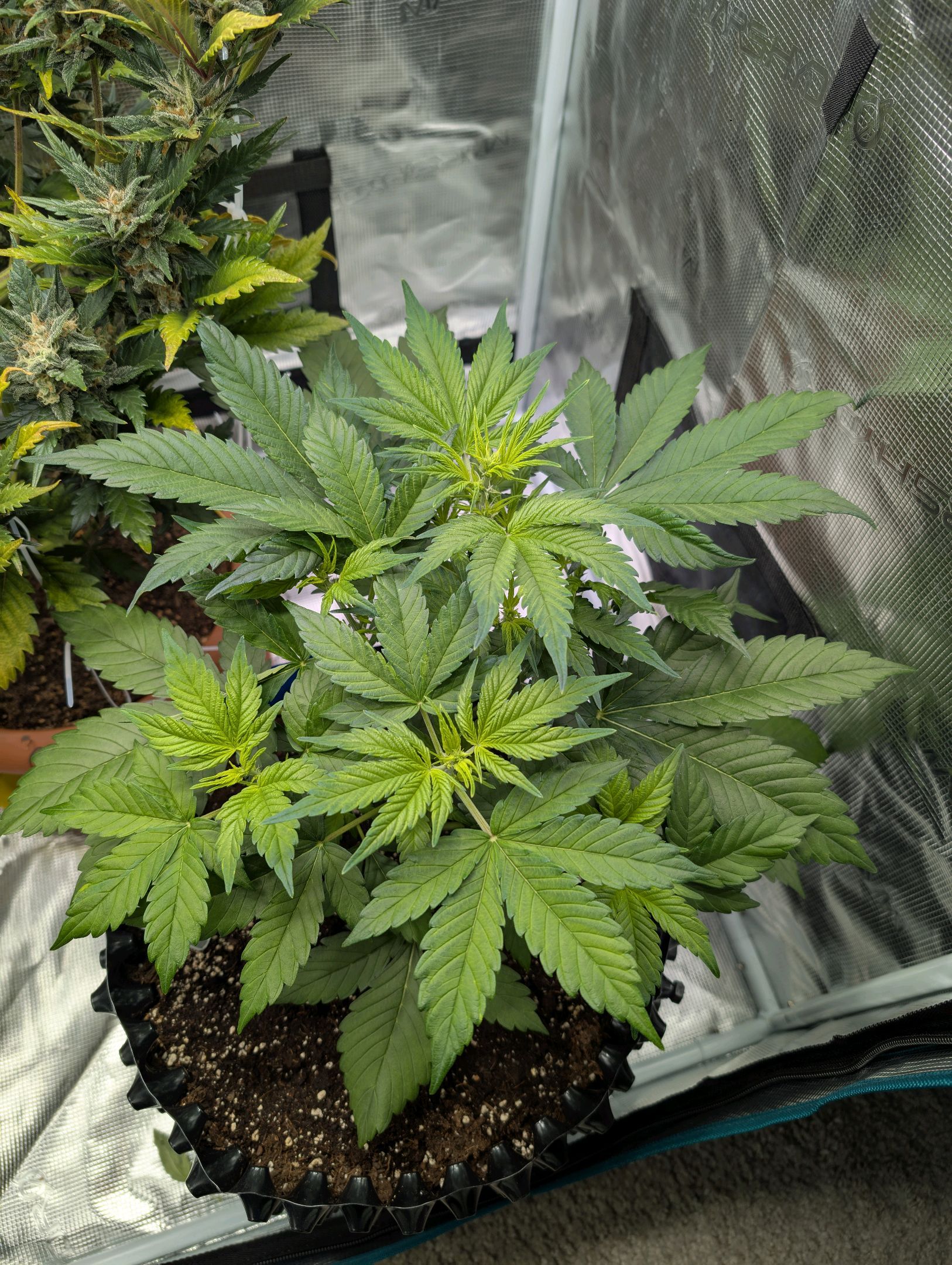 Gorilla Cookies Auto growlog photo 47