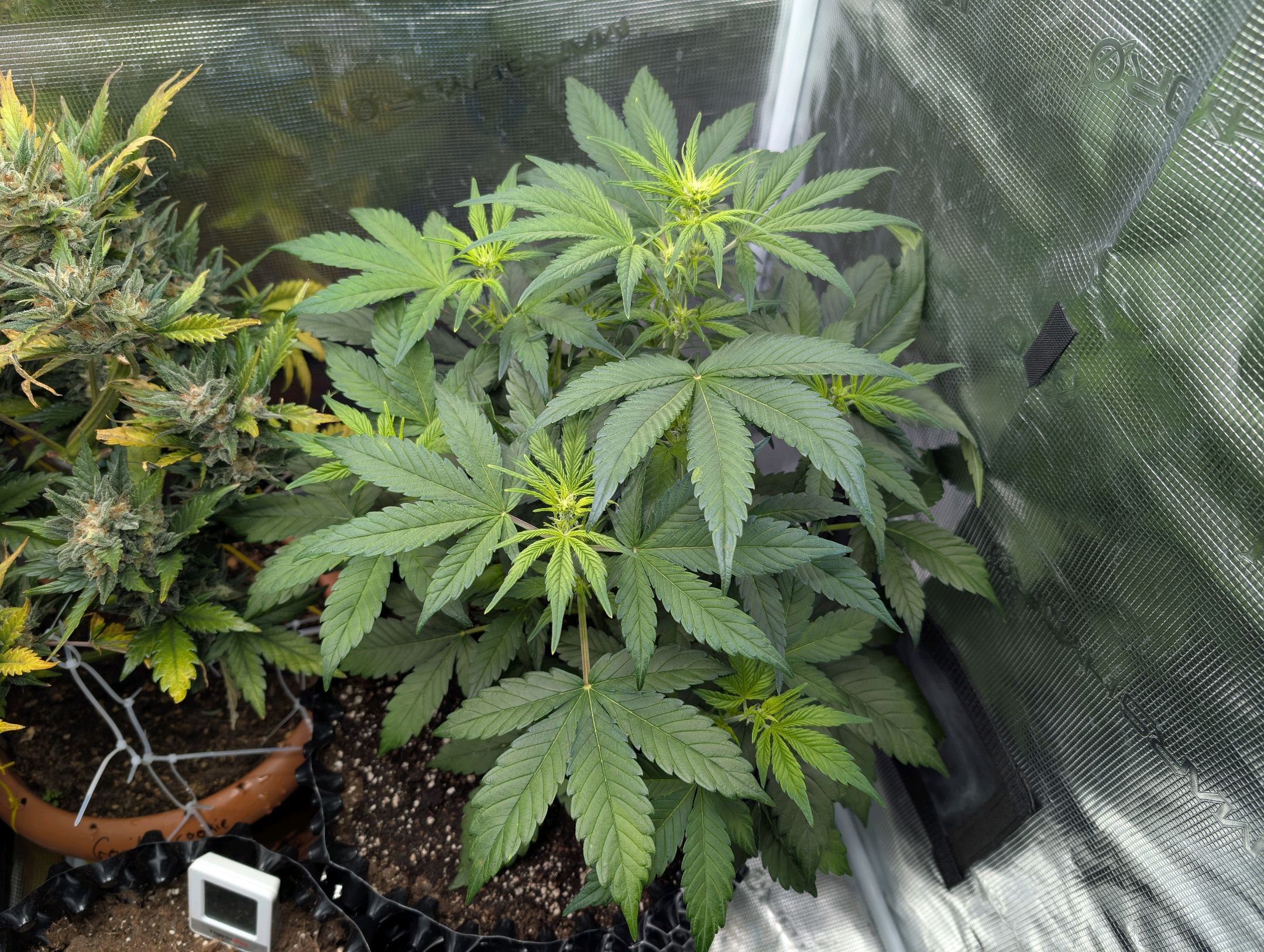 Gorilla Cookies Auto growlog photo 48