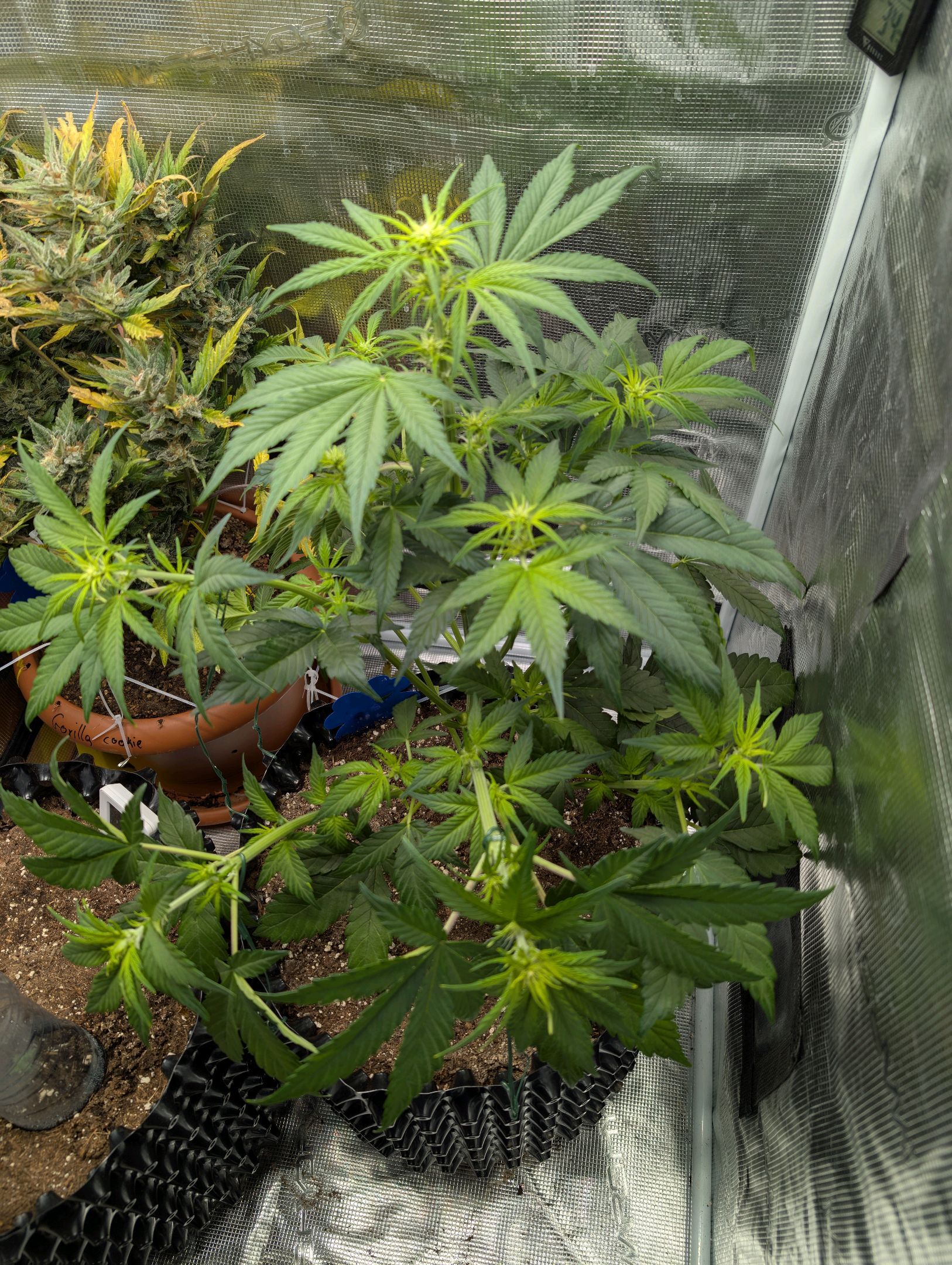 Gorilla Cookies Auto growlog photo 49