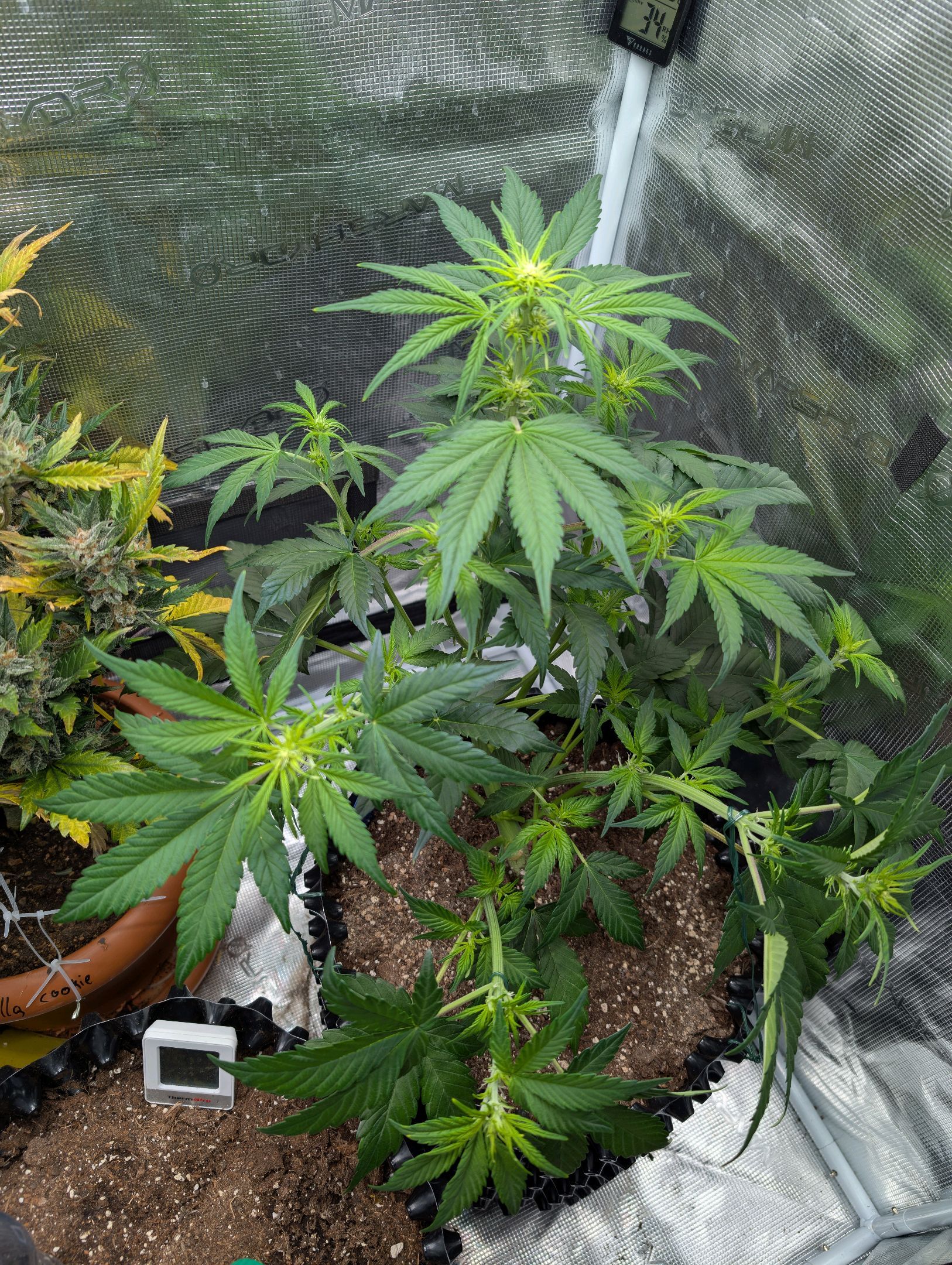 Gorilla Cookies Auto growlog photo 50