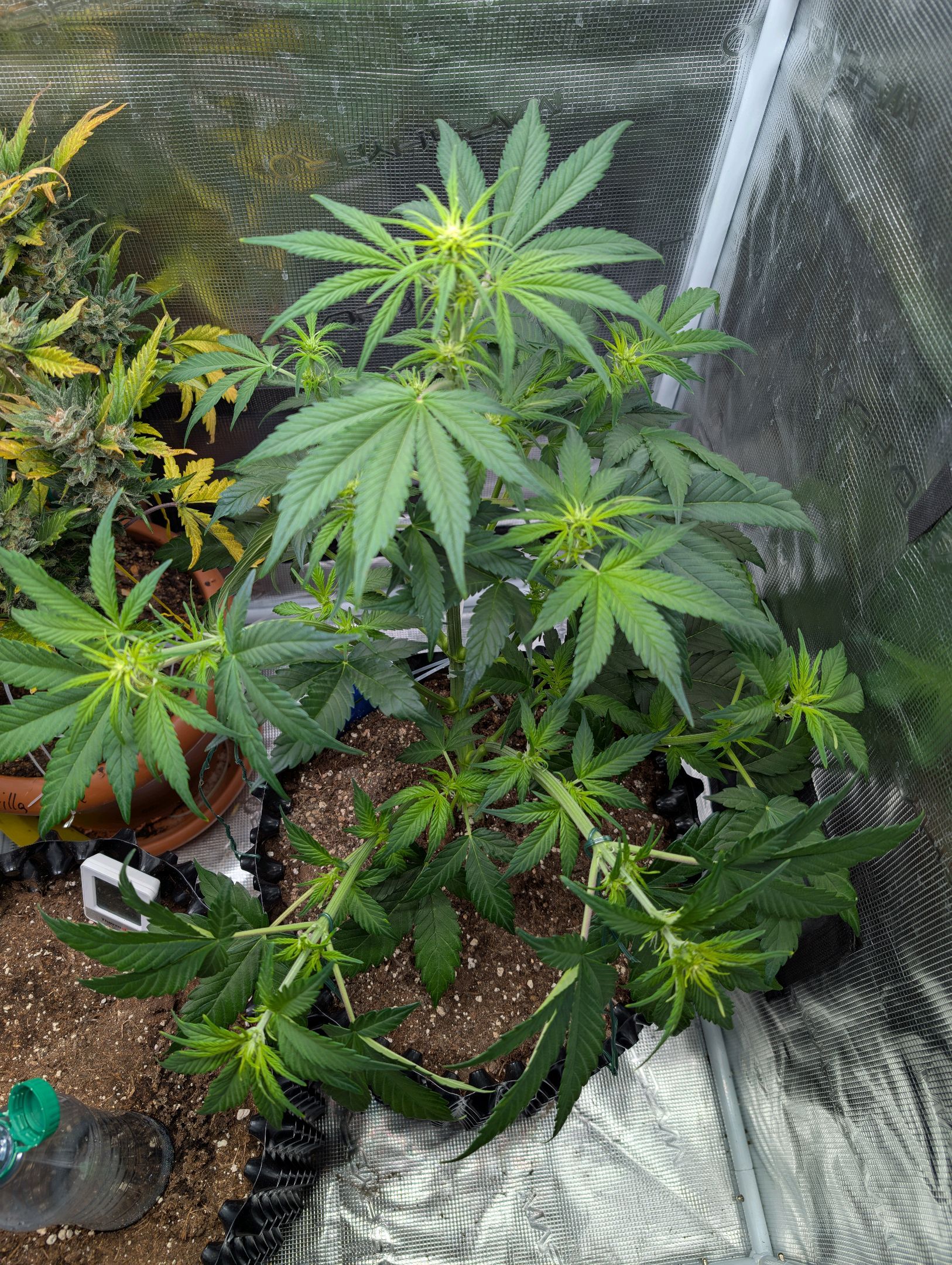 Gorilla Cookies Auto growlog photo 51