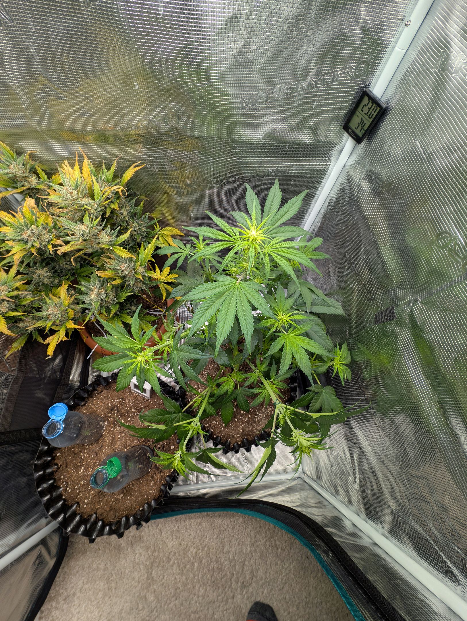 Gorilla Cookies Auto growlog photo 52