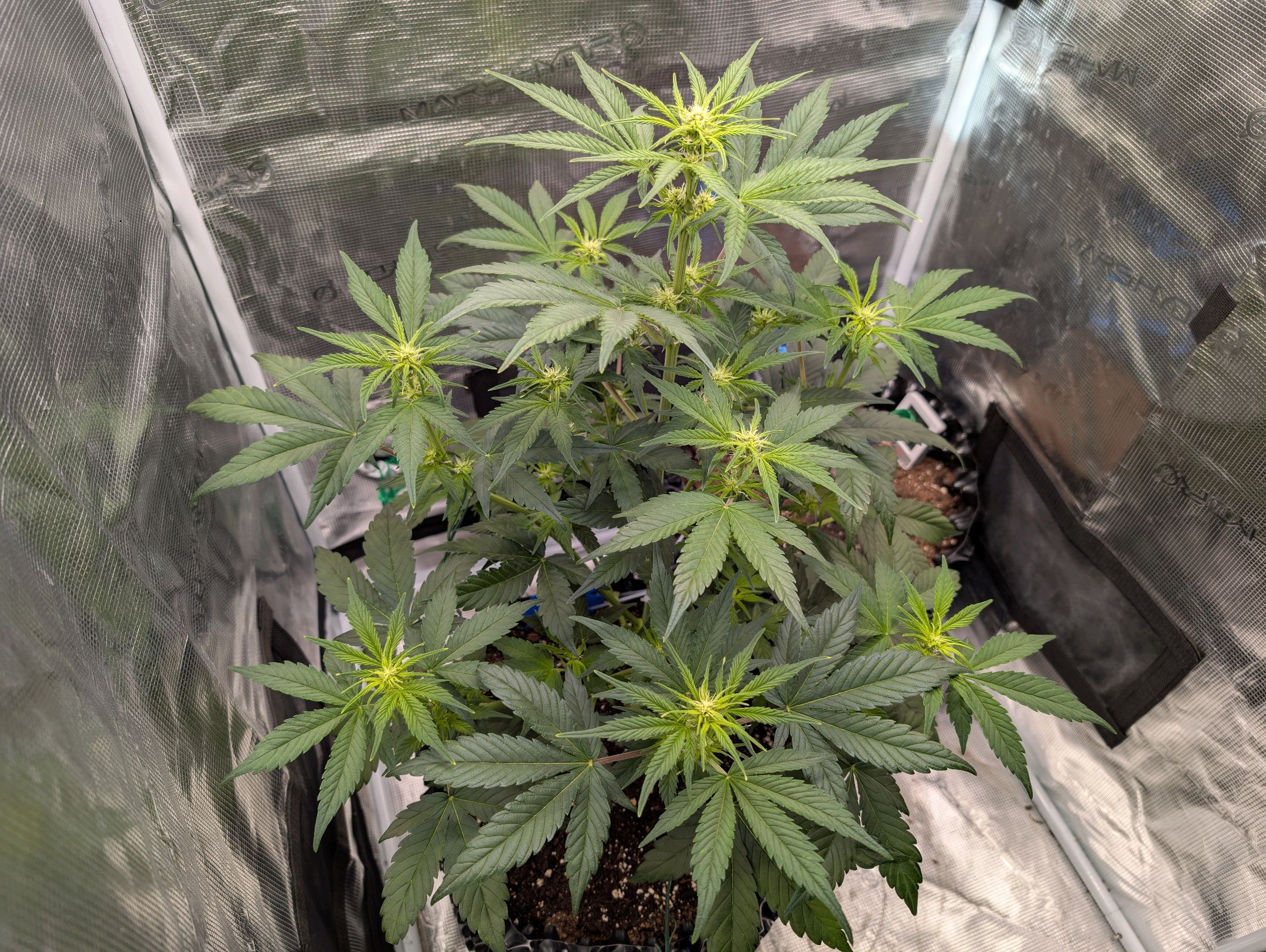 Gorilla Cookies Auto growlog photo 54