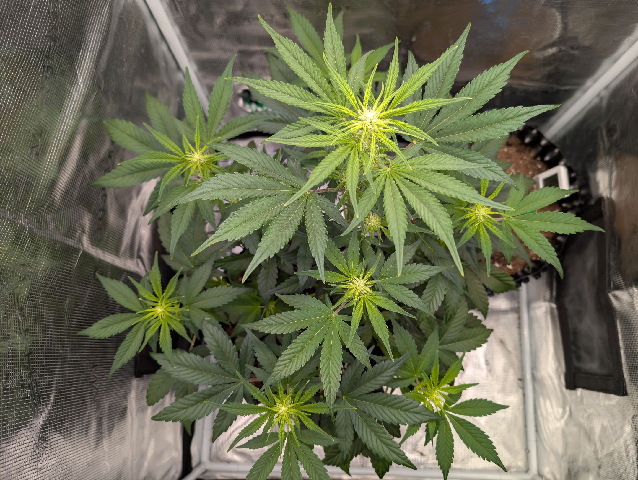 Gorilla Cookies Auto growlog photo 53