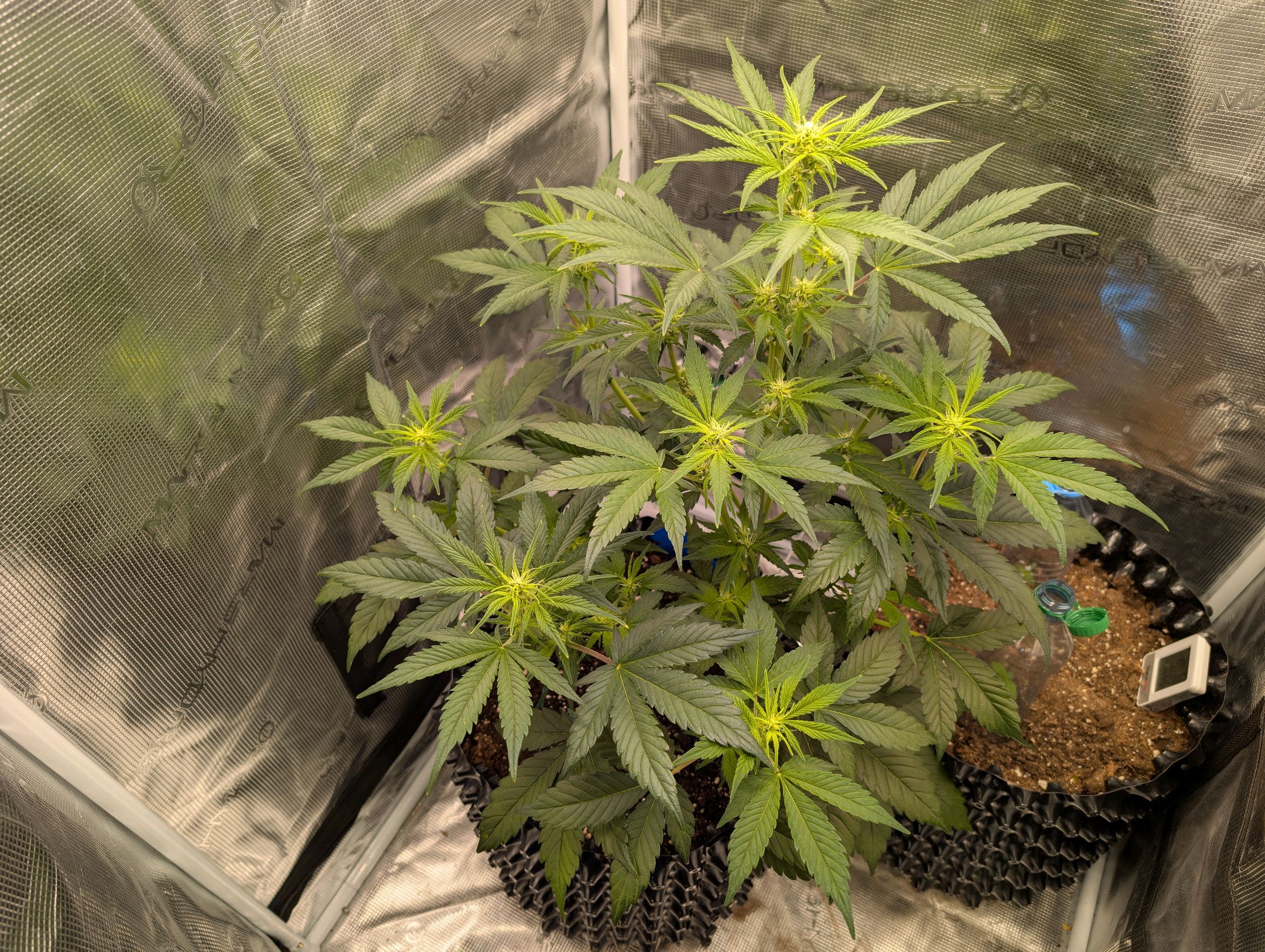 Gorilla Cookies Auto growlog photo 55