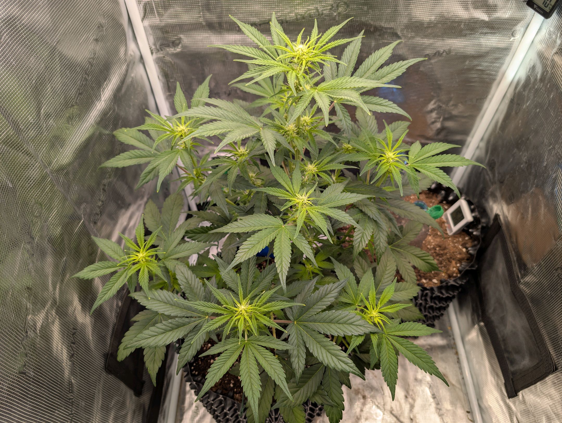 Gorilla Cookies Auto growlog photo 56