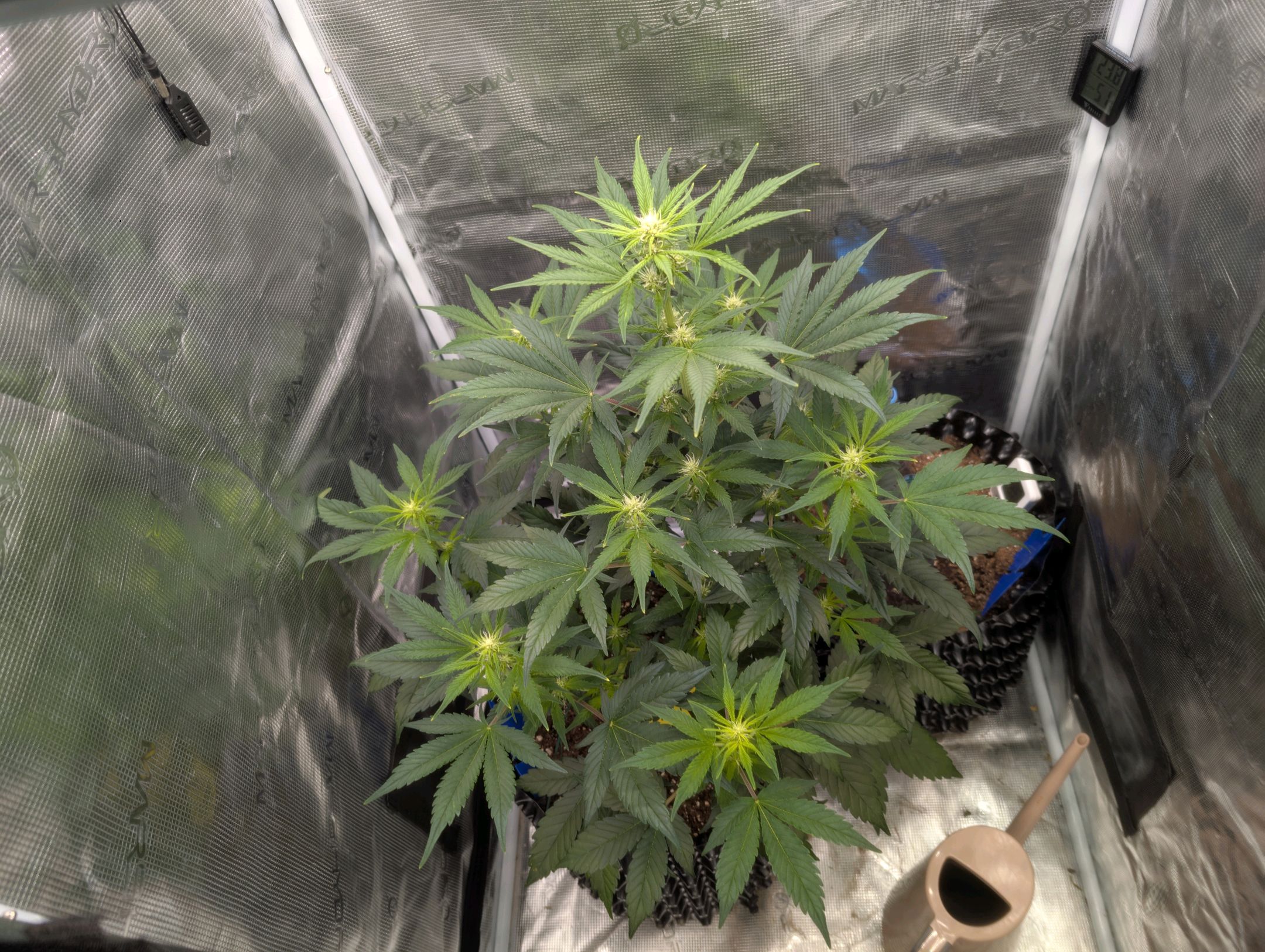 Gorilla Cookies Auto growlog photo 57