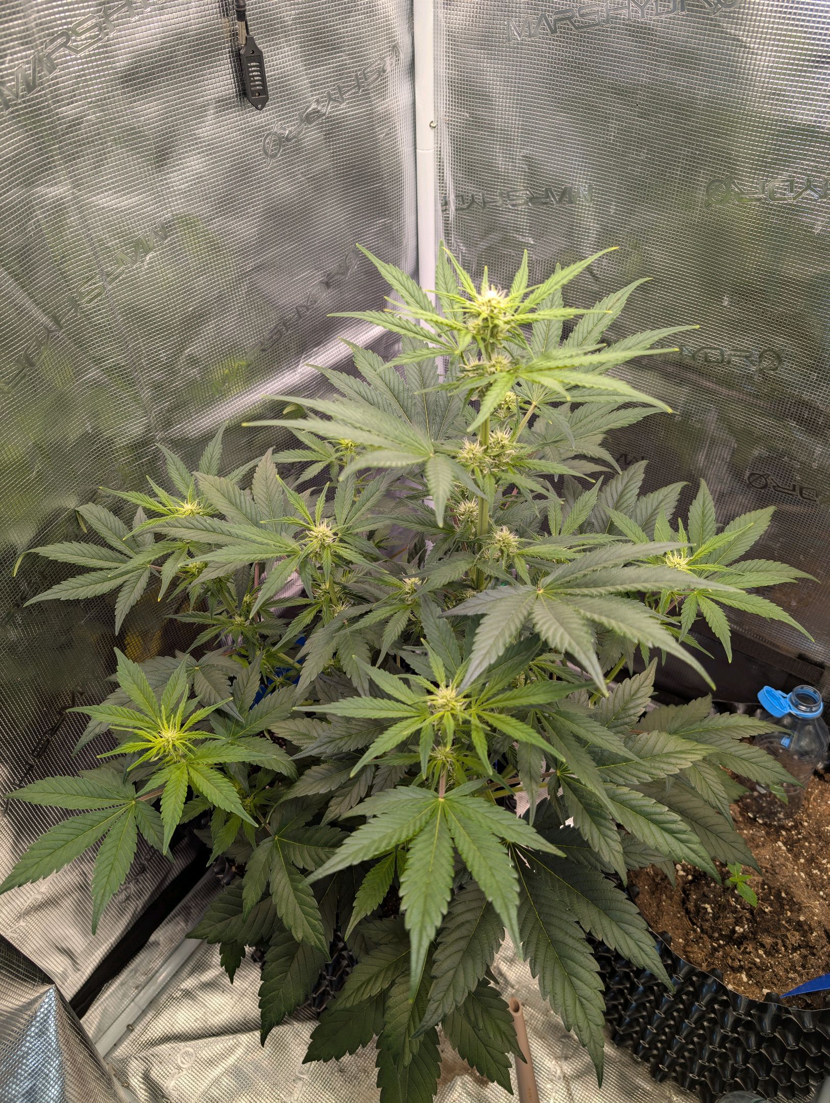 Gorilla Cookies Auto growlog photo 58
