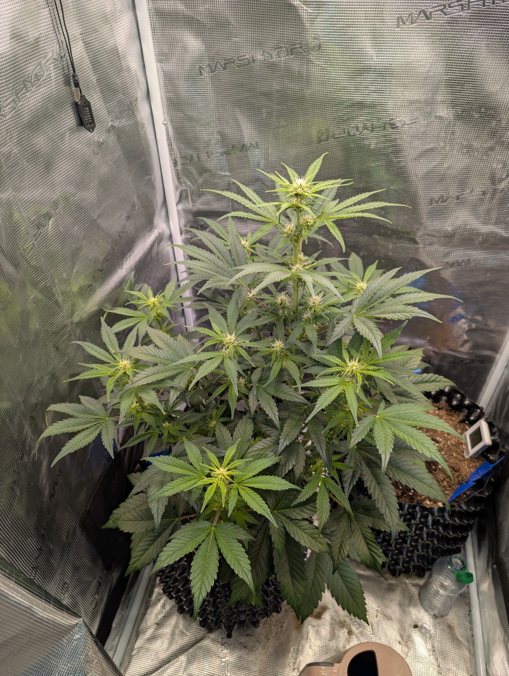 Gorilla Cookies Auto growlog photo 60
