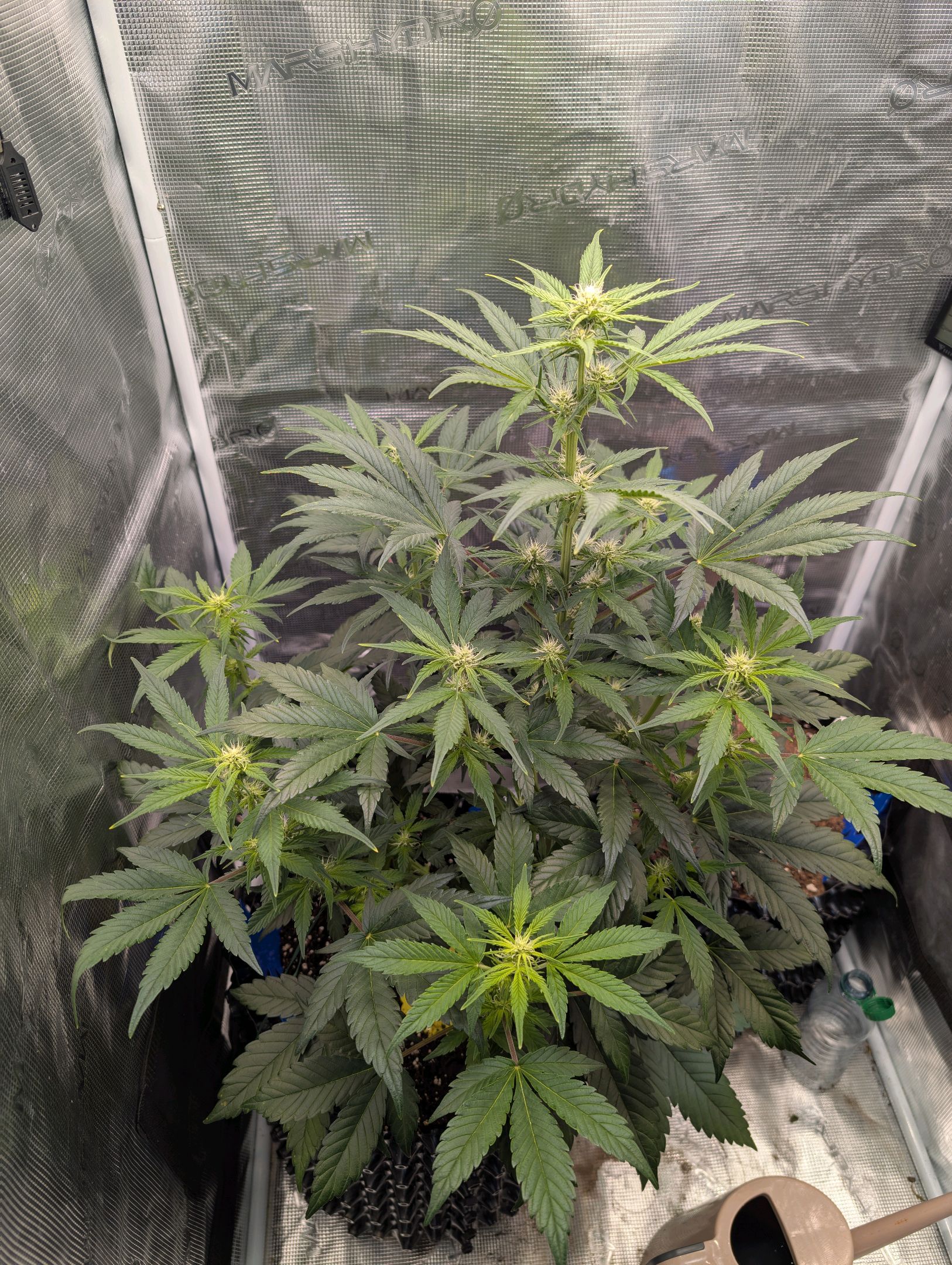 Gorilla Cookies Auto growlog photo 61