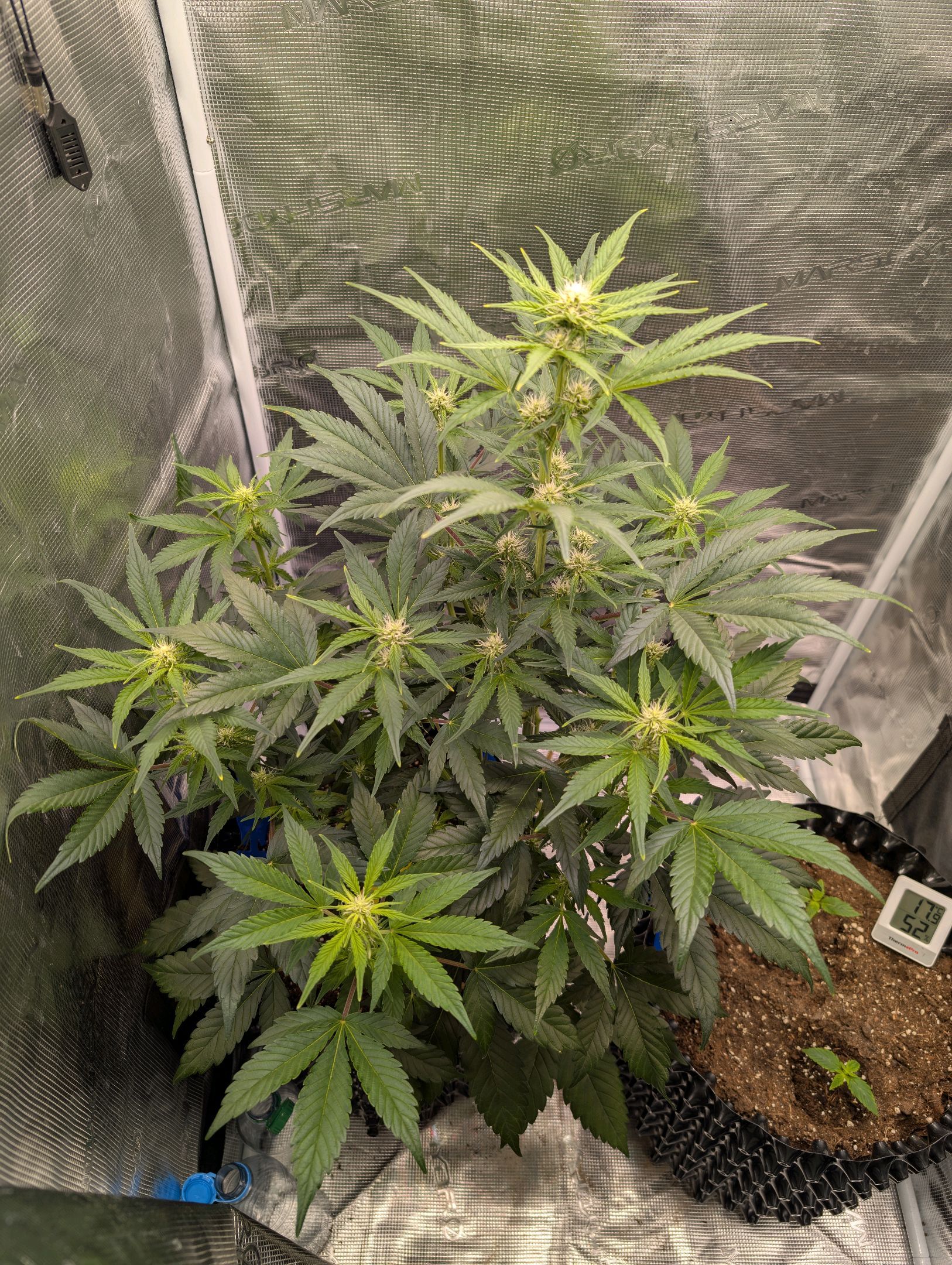 Gorilla Cookies Auto growlog photo 62