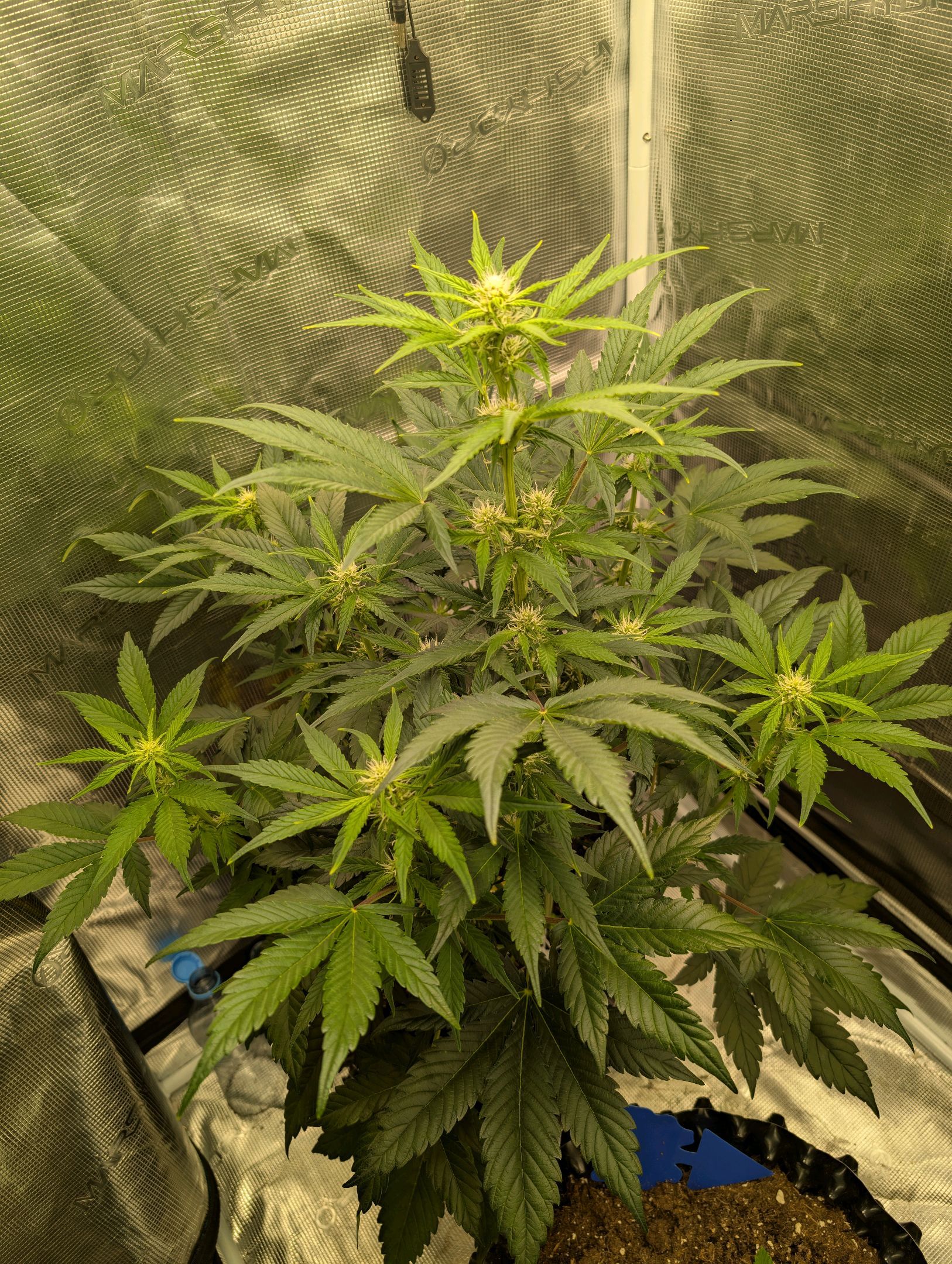 Gorilla Cookies Auto growlog photo 63