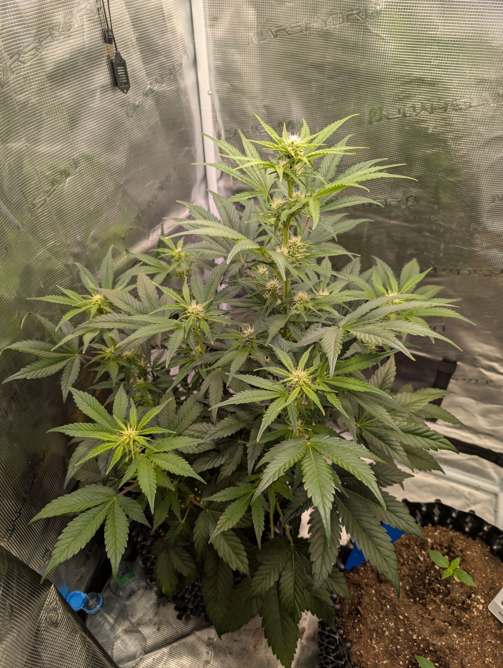 Gorilla Cookies Auto growlog photo 64