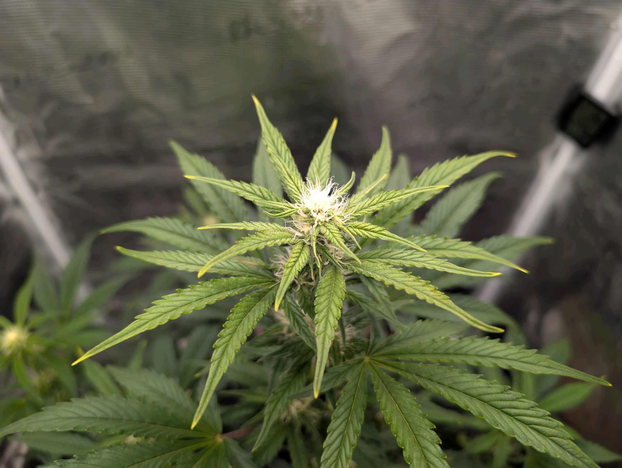 Gorilla Cookies Auto growlog photo 65