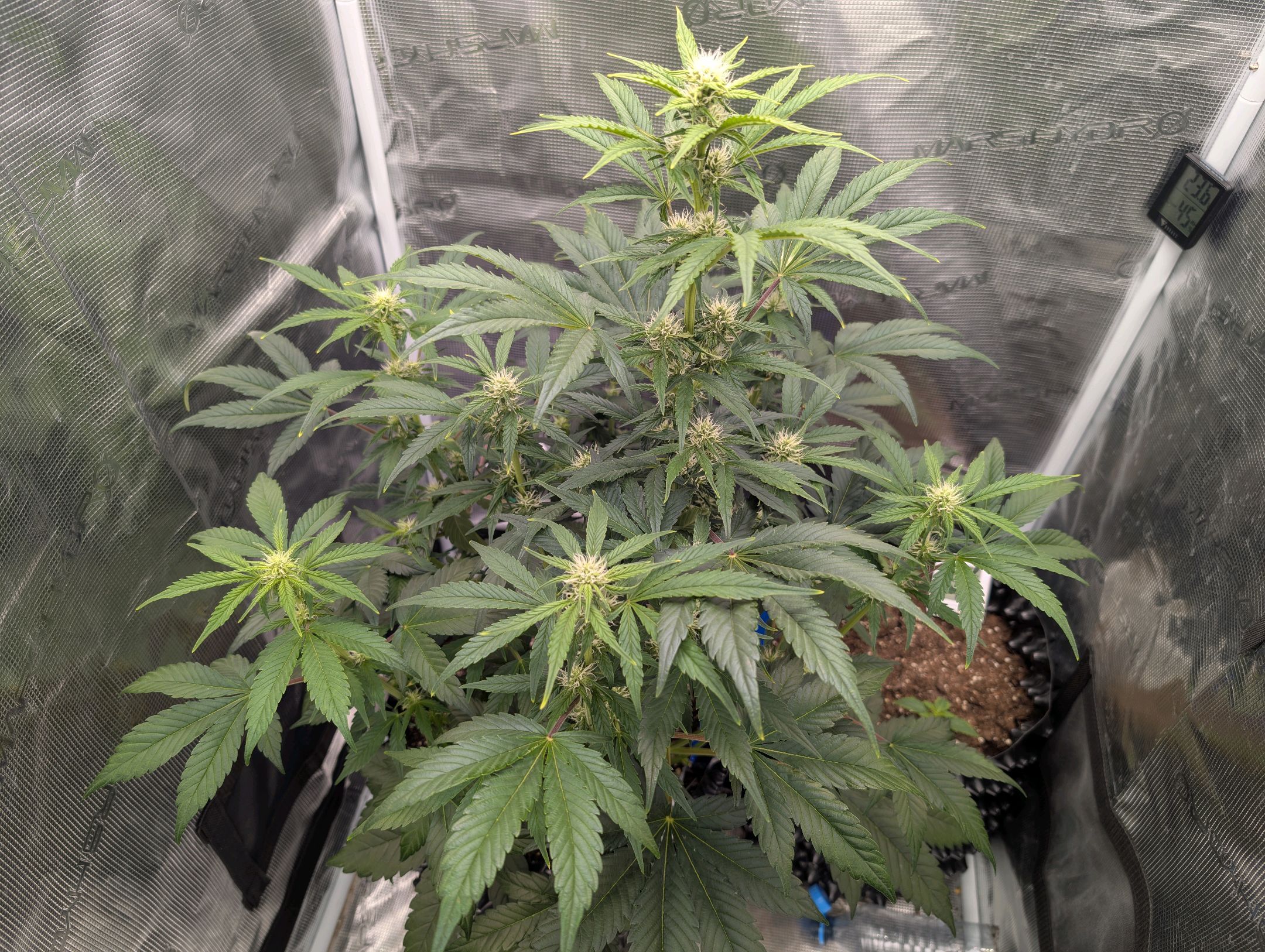 Gorilla Cookies Auto growlog photo 66