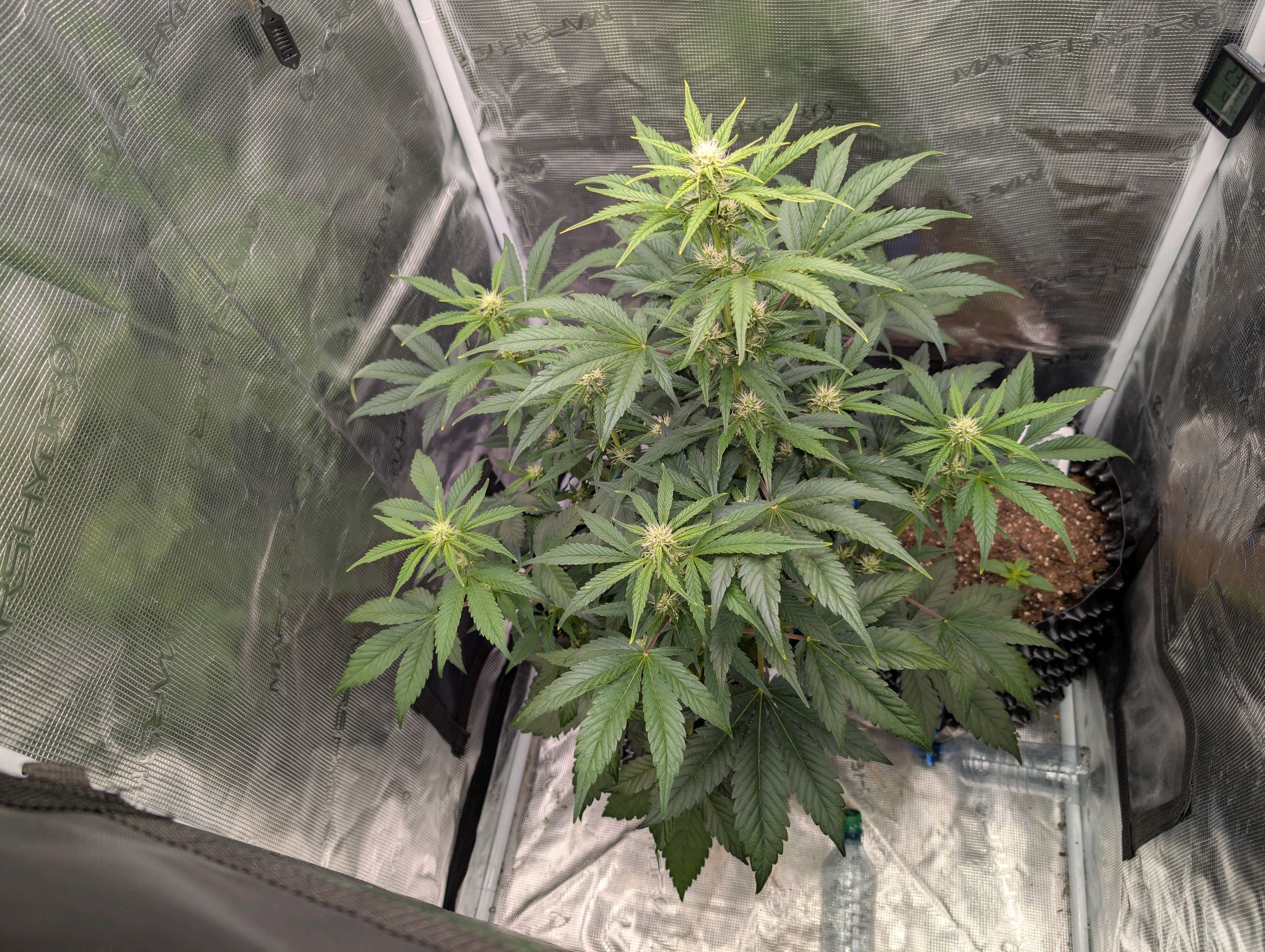 Gorilla Cookies Auto growlog photo 67