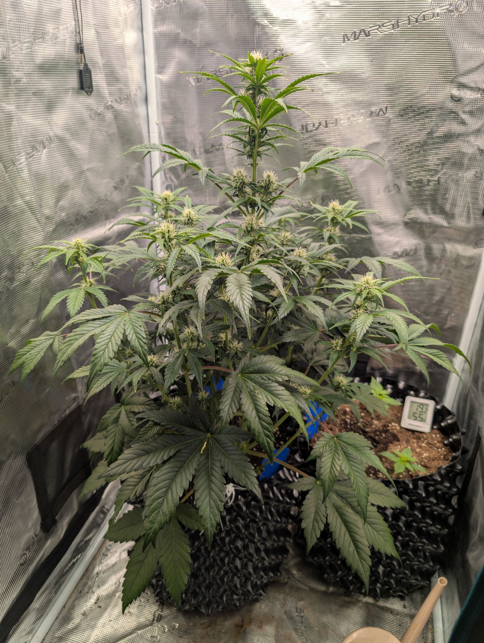 Gorilla Cookies Auto growlog photo 70