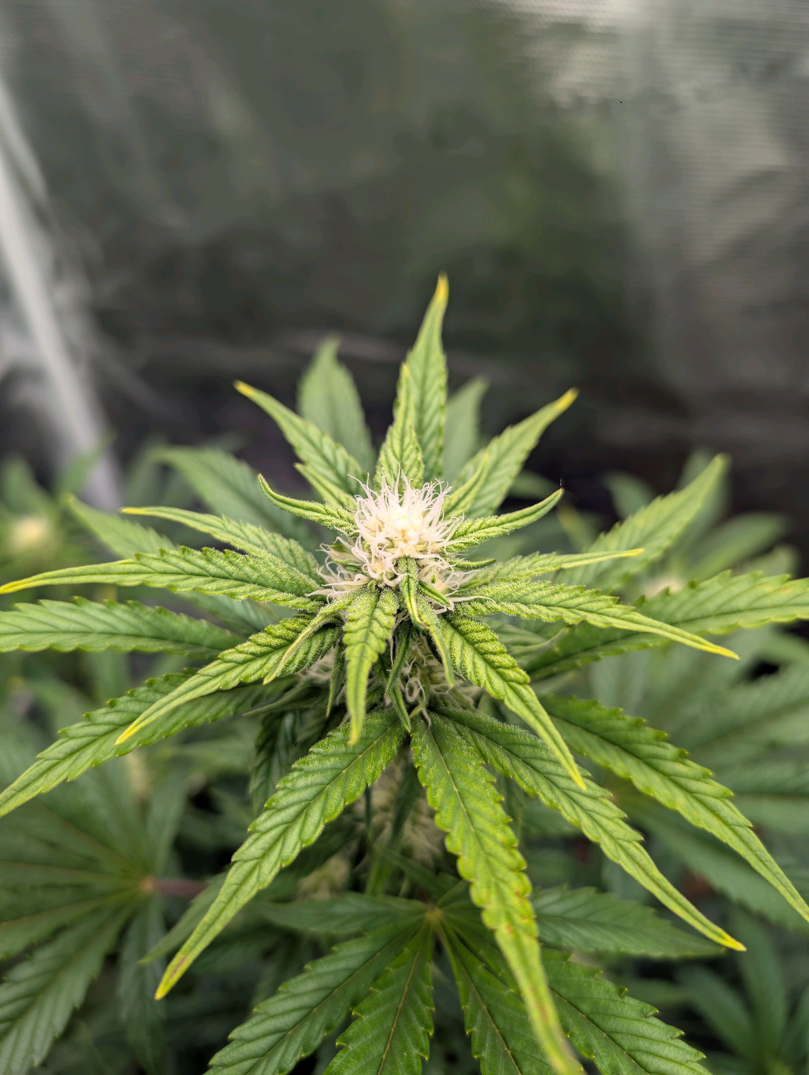 Gorilla Cookies Auto growlog photo 69