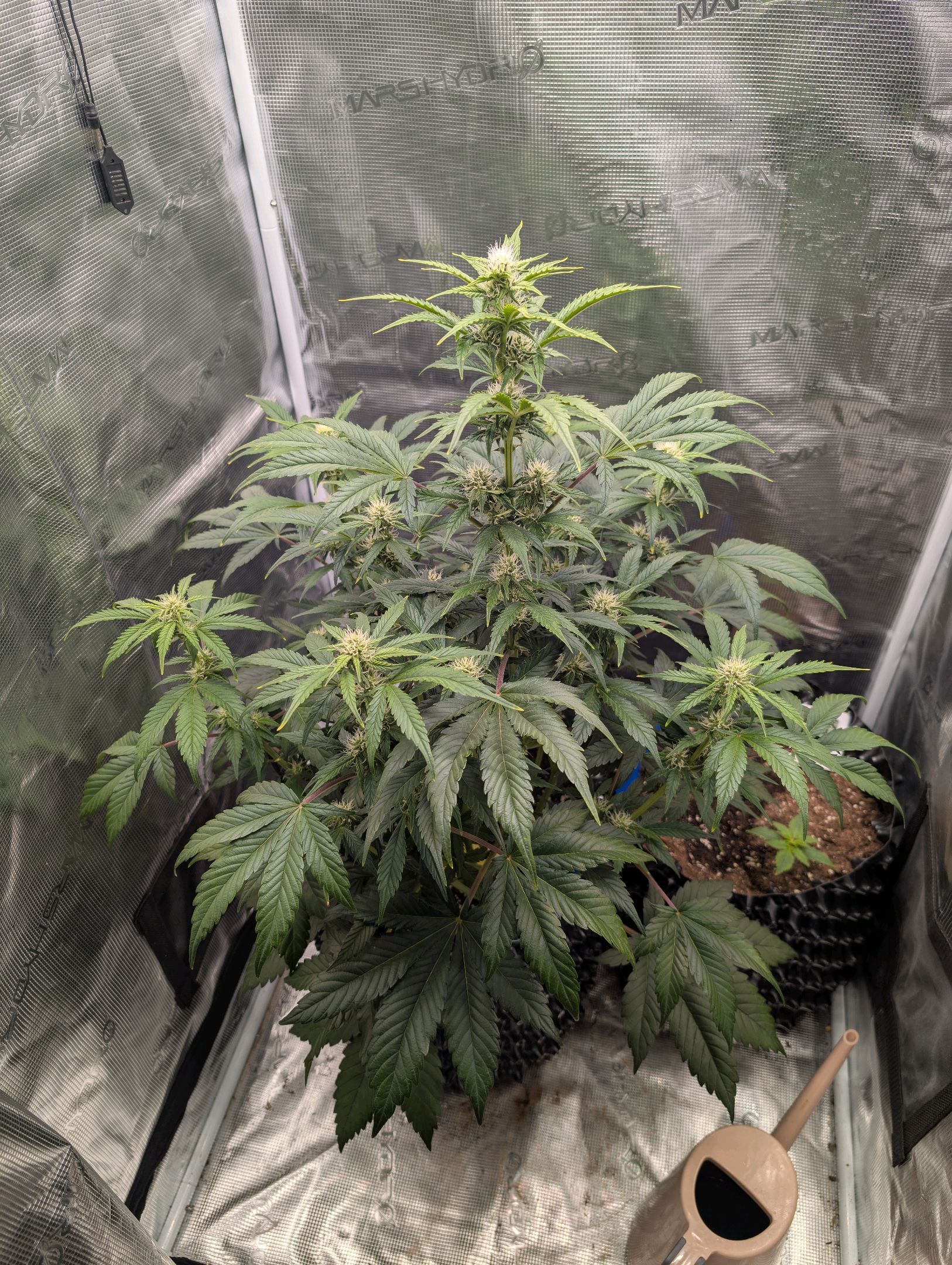 Gorilla Cookies Auto growlog photo 71