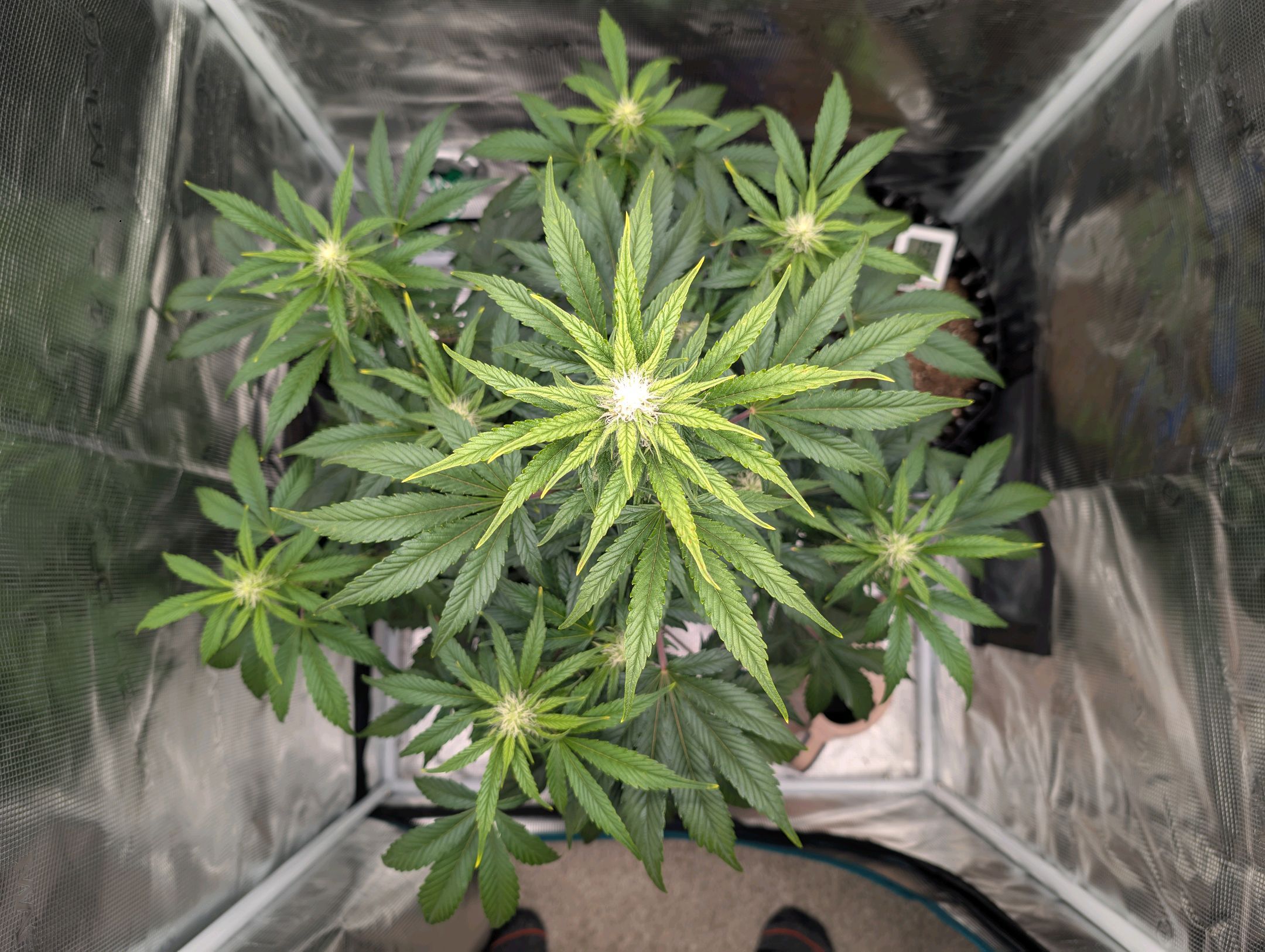 Gorilla Cookies Auto growlog photo 68