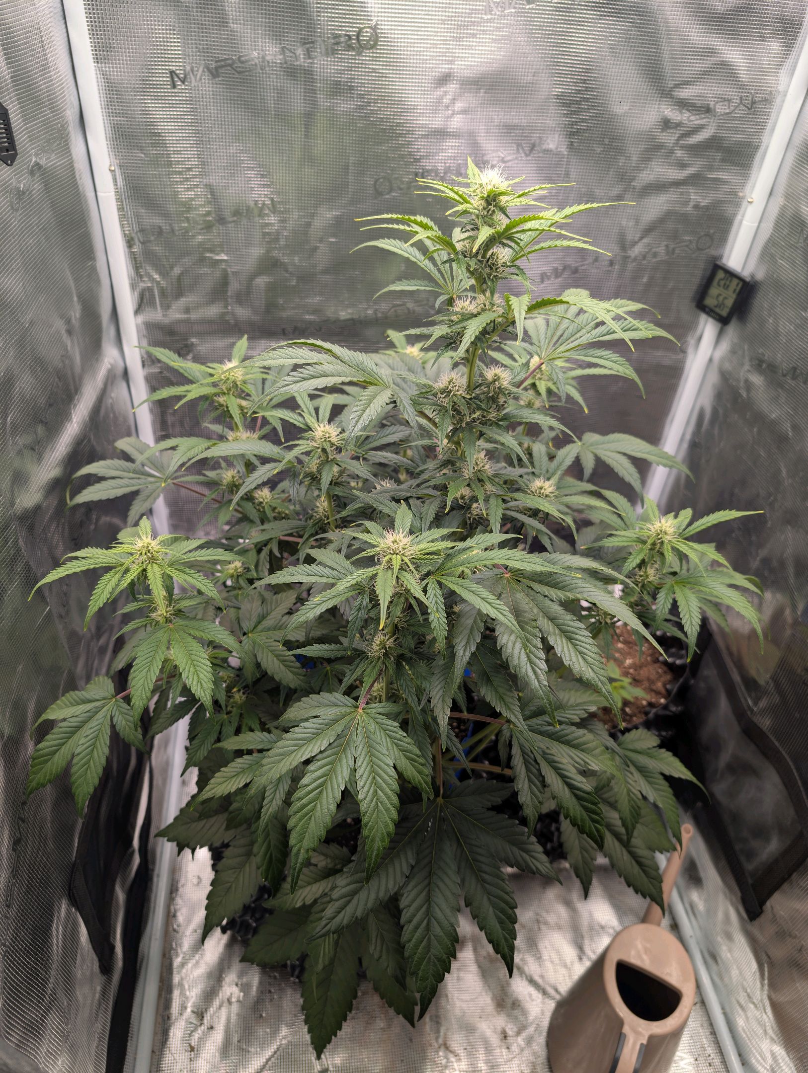 Gorilla Cookies Auto growlog photo 72