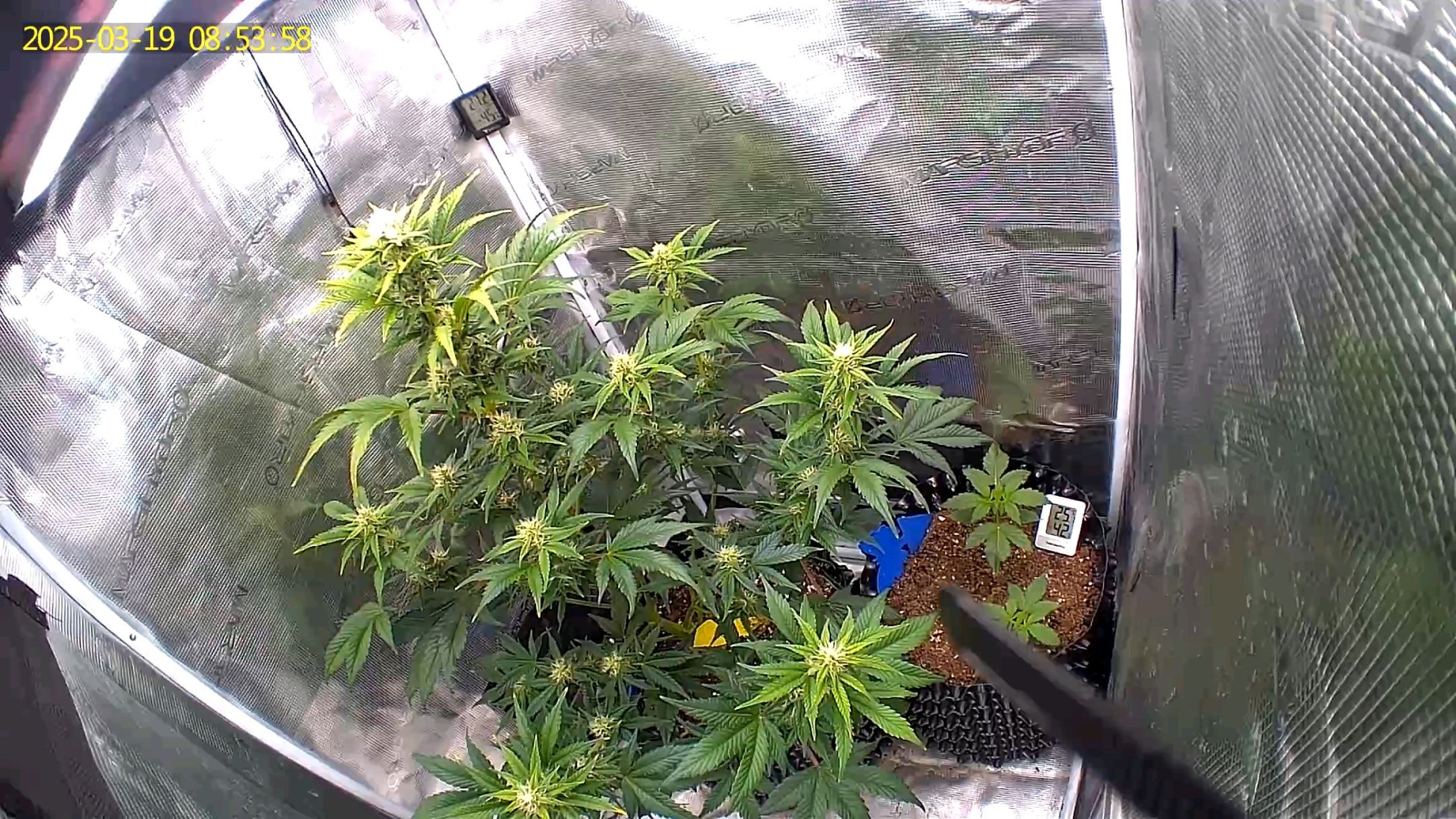 Gorilla Cookies Auto growlog photo 74
